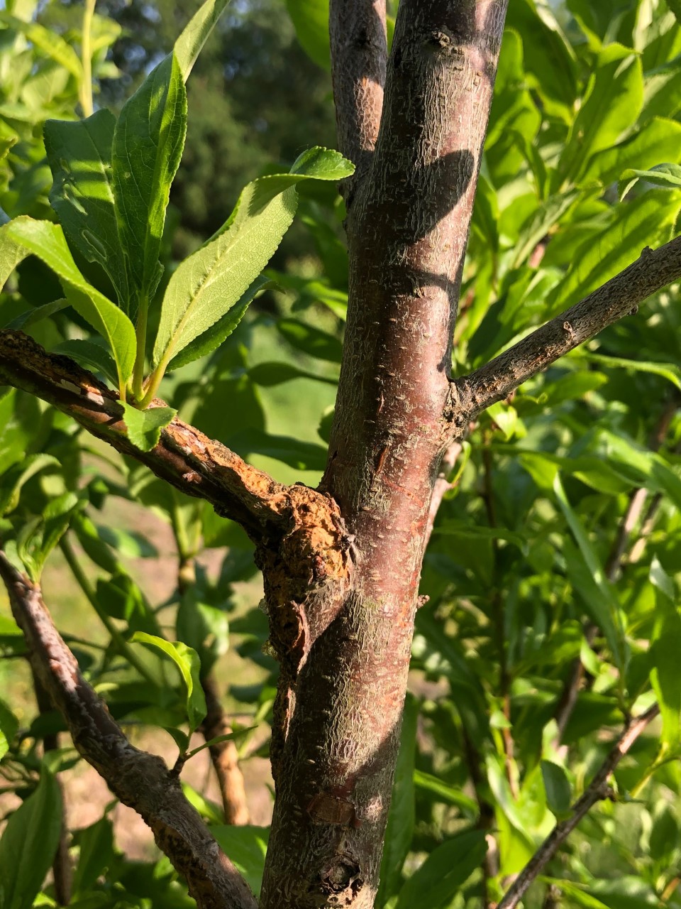 Plum tree bark - Ask Extension