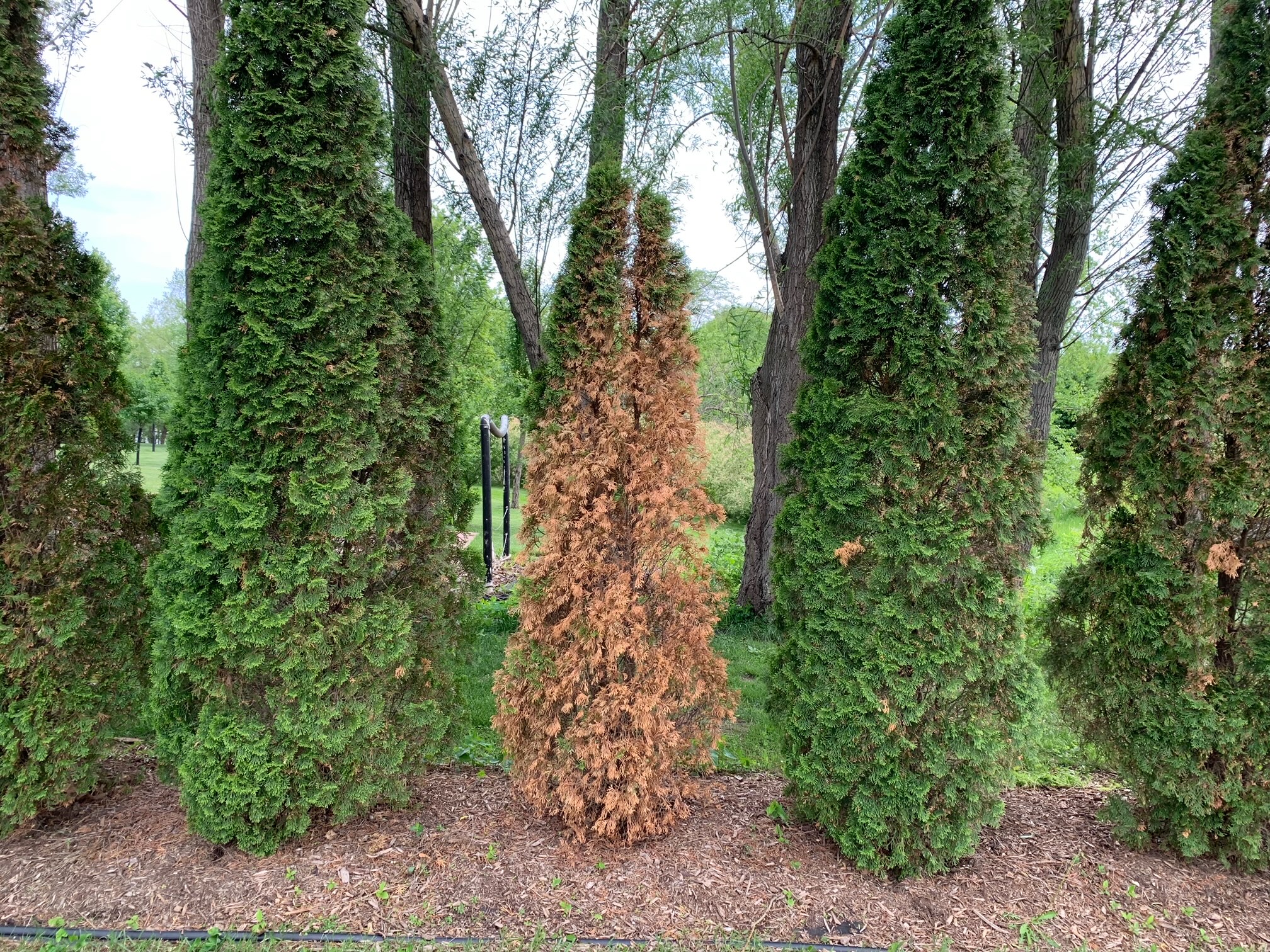 Suffering arborvitae - Ask Extension