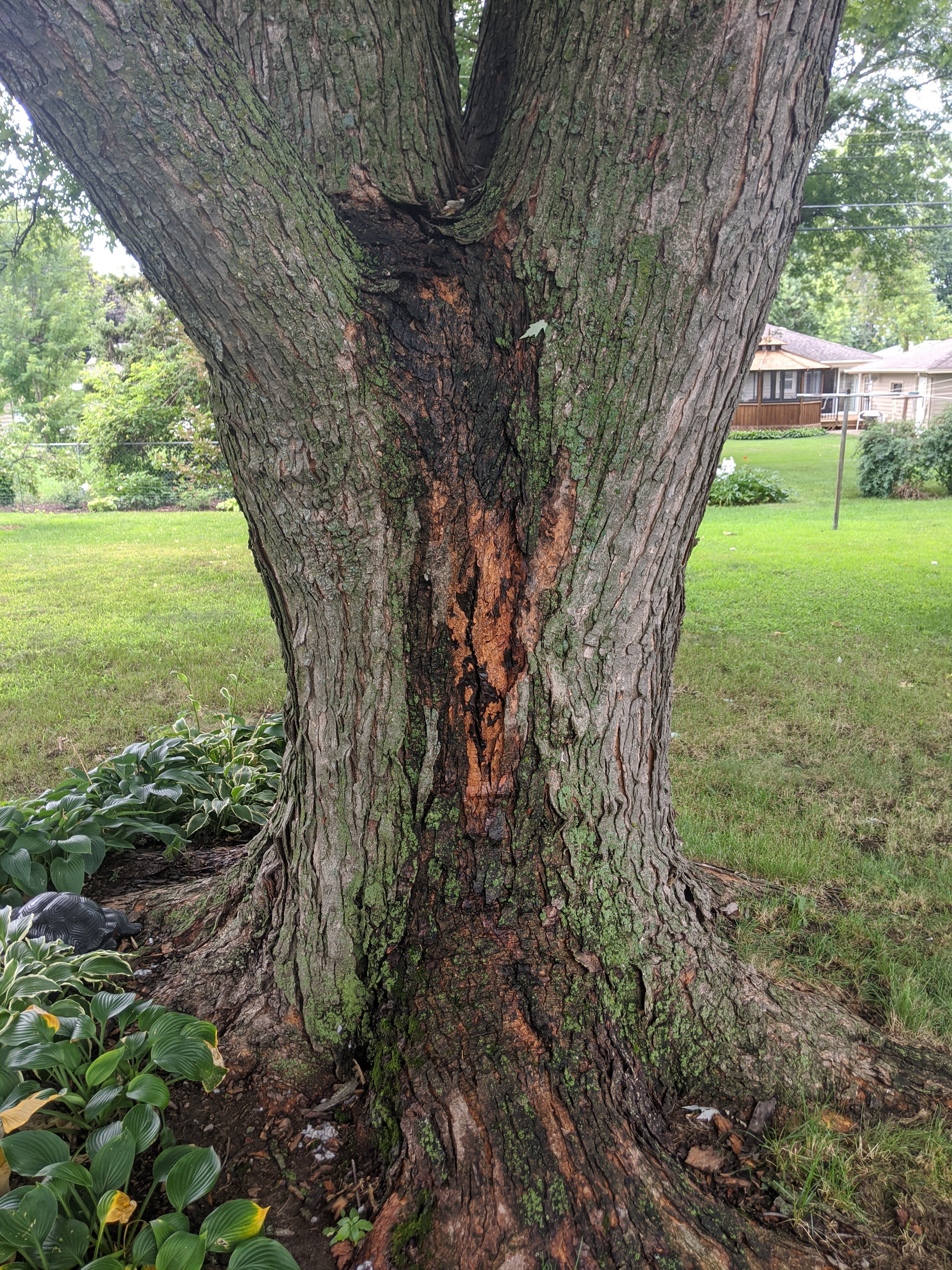 lightning hit tree - Ask Extension