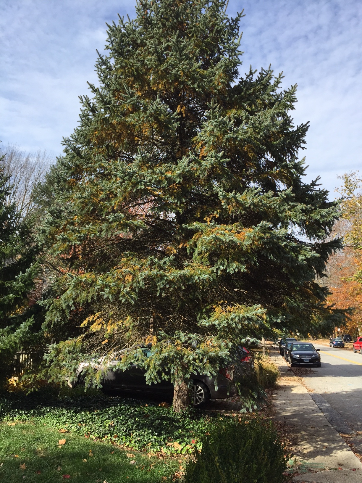 30 yr. old Blue Spruce w yellowing needles - Ask Extension