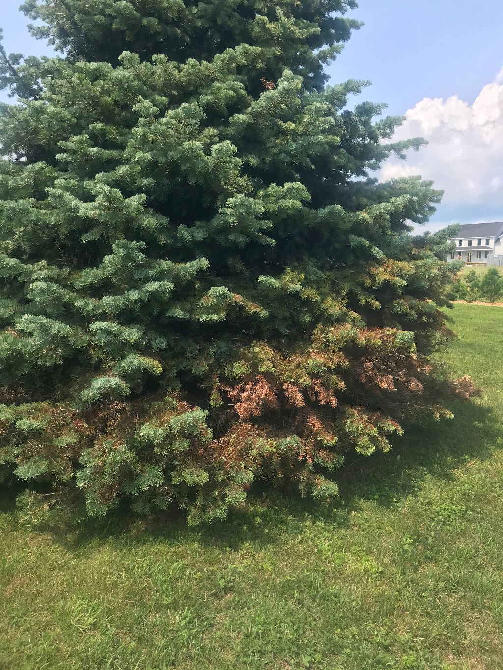 Is there any fungicide which stops Rhizosphaera in Blue Spruce once a ...