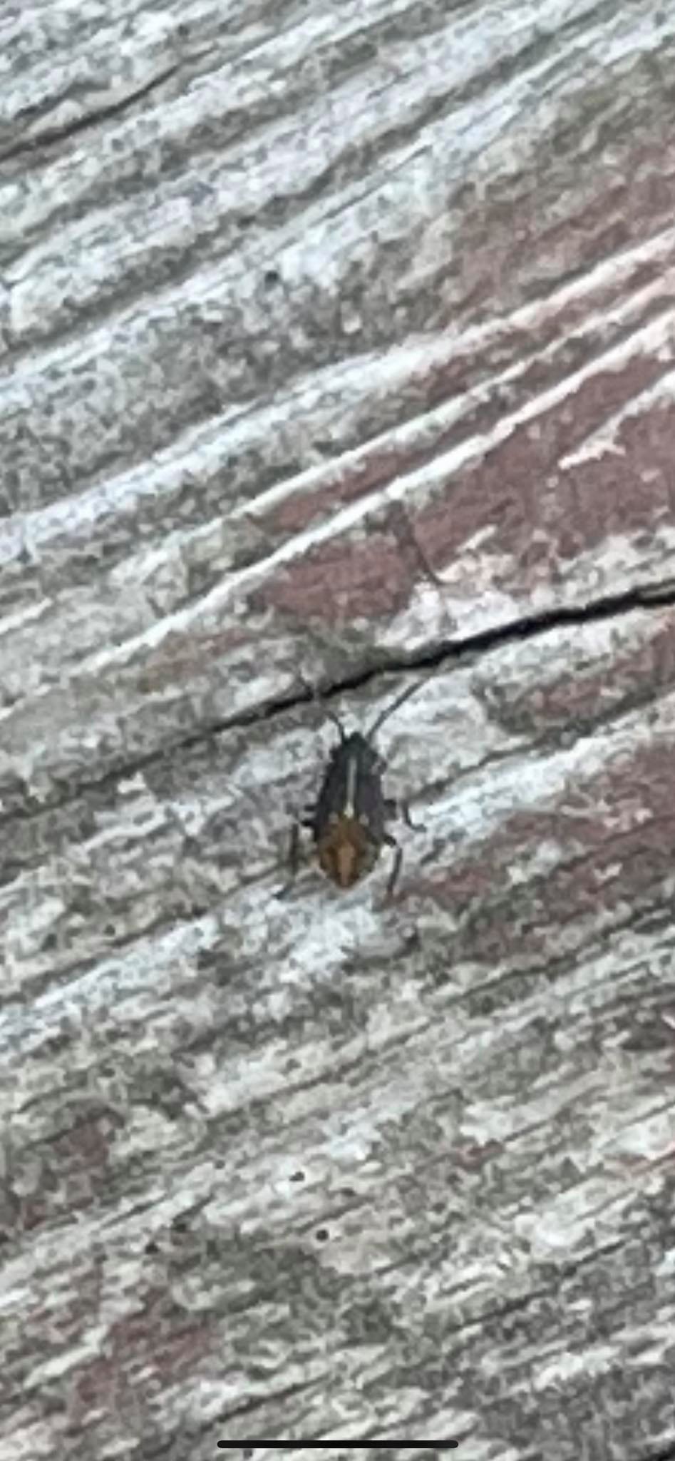 I was hoping someone could help me identify this bug. - Ask Extension