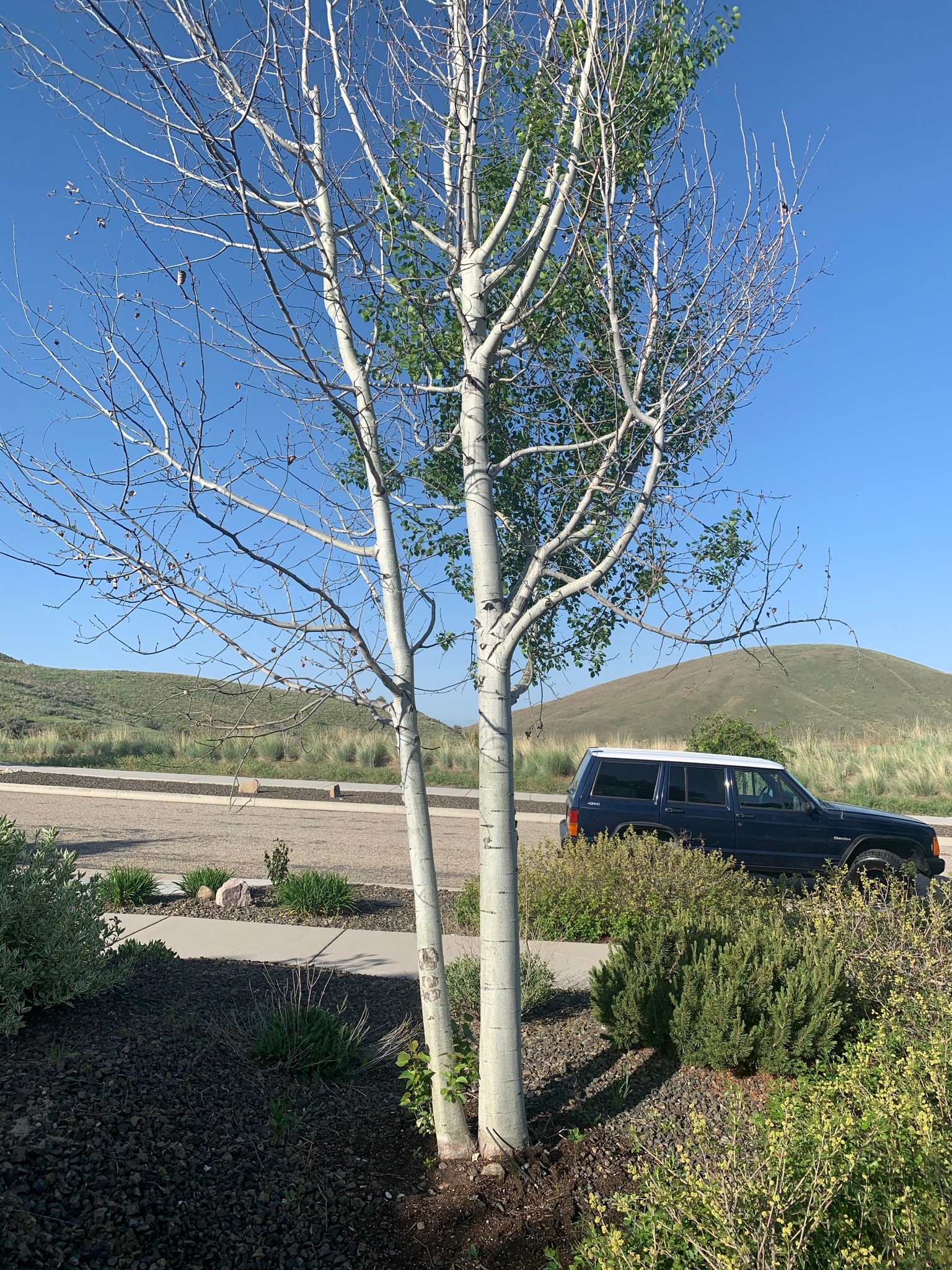 Aspen tree rescue - Ask Extension