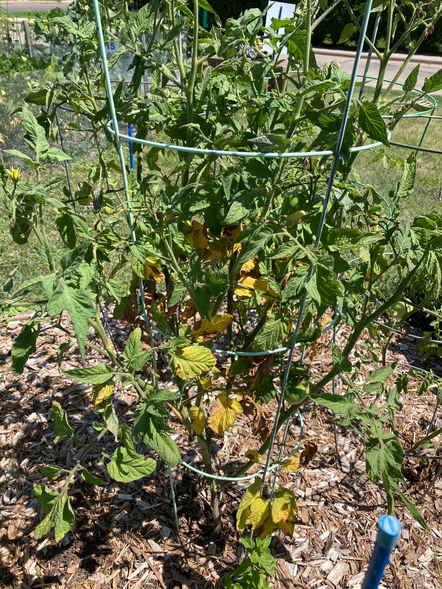 sad tomato plants - Ask Extension