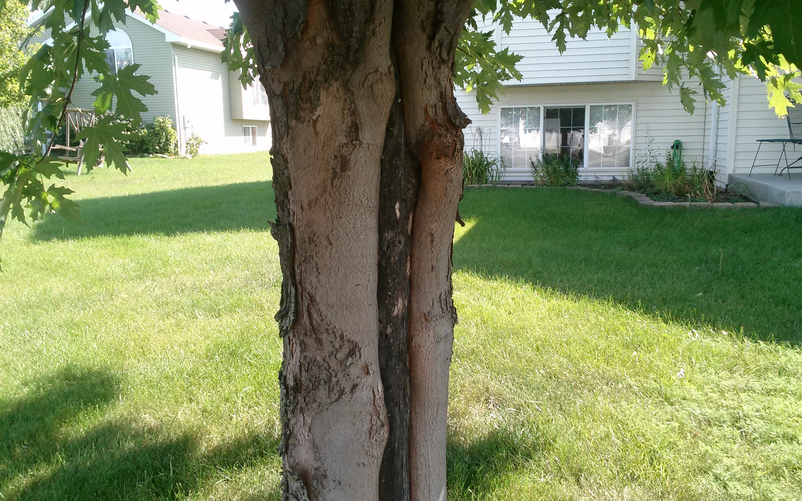 Silver Maple Tree Losing Bark