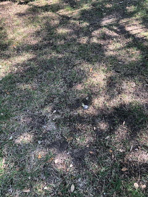 Zoysia Palisades Thinning - Ask Extension