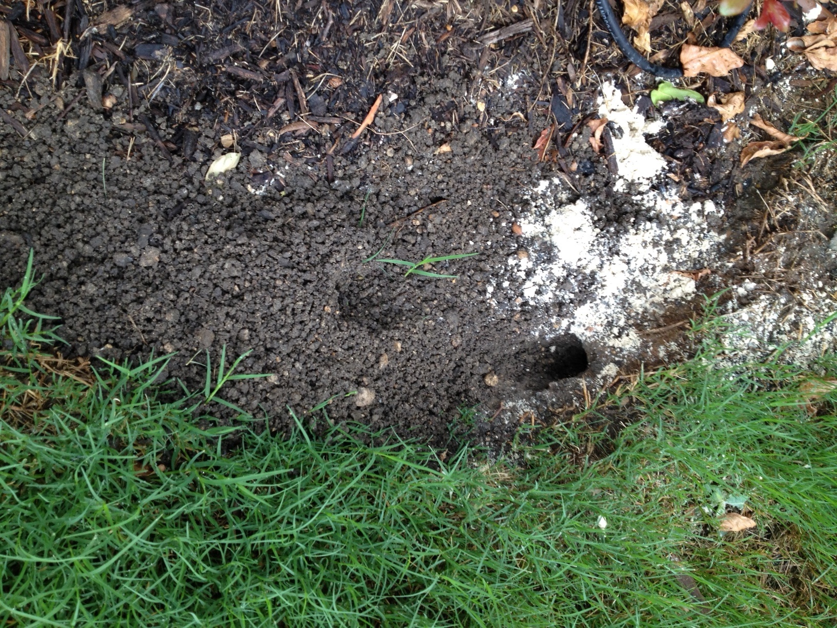 What is digging in my backyard - Ask Extension