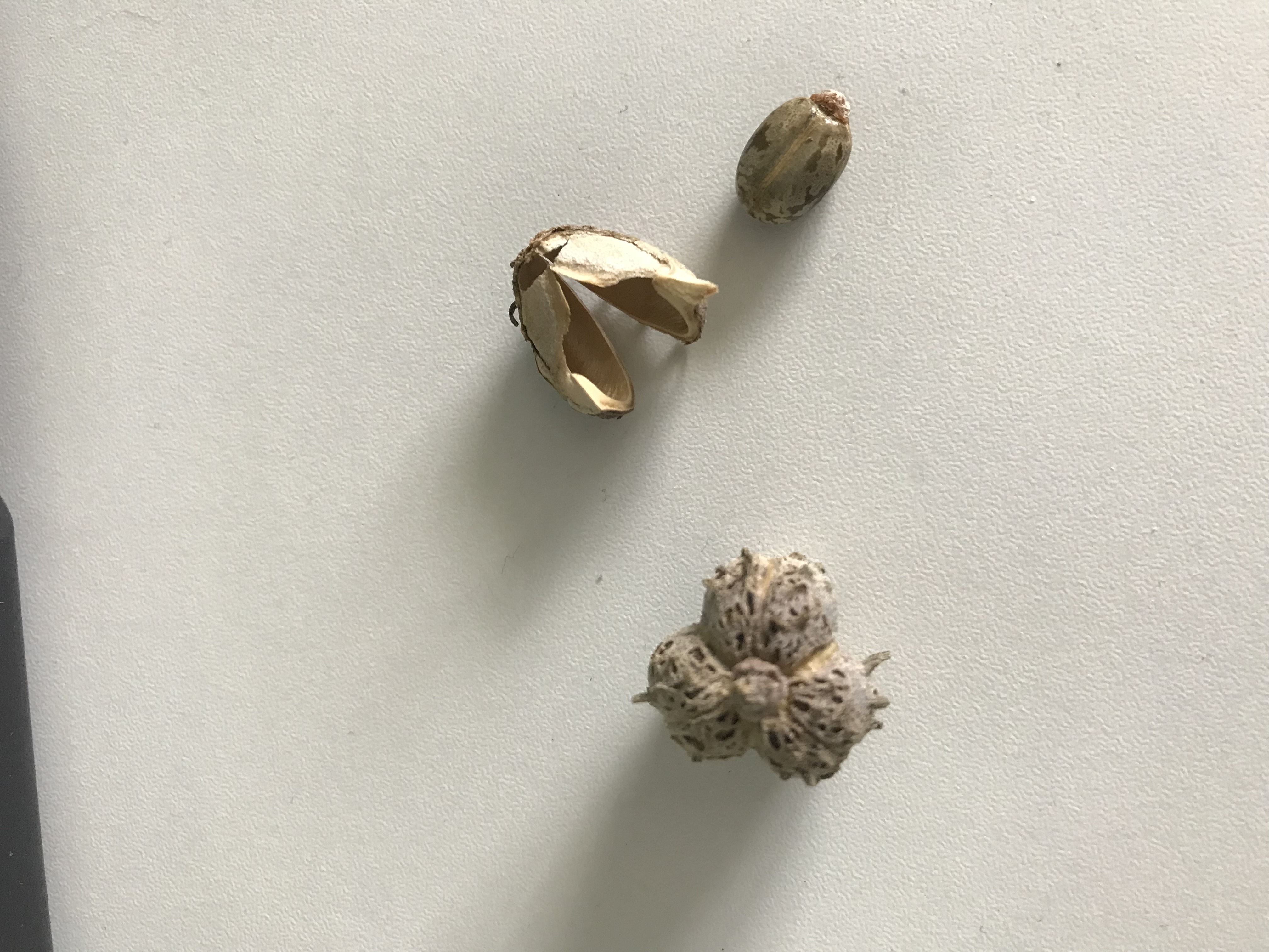 Identification of seed pod - Ask Extension