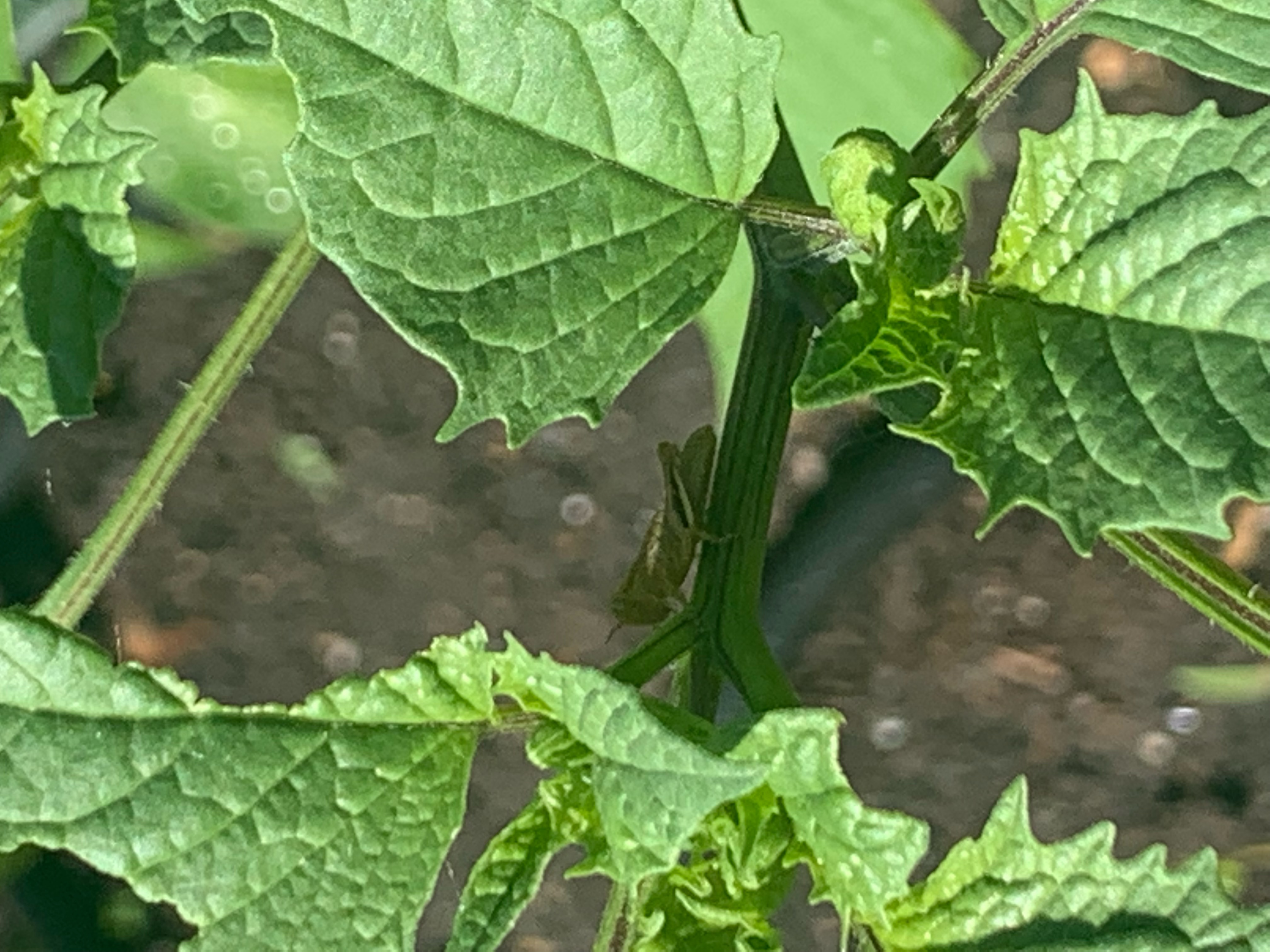 Bug destroying tomatillos and quickly - Ask Extension