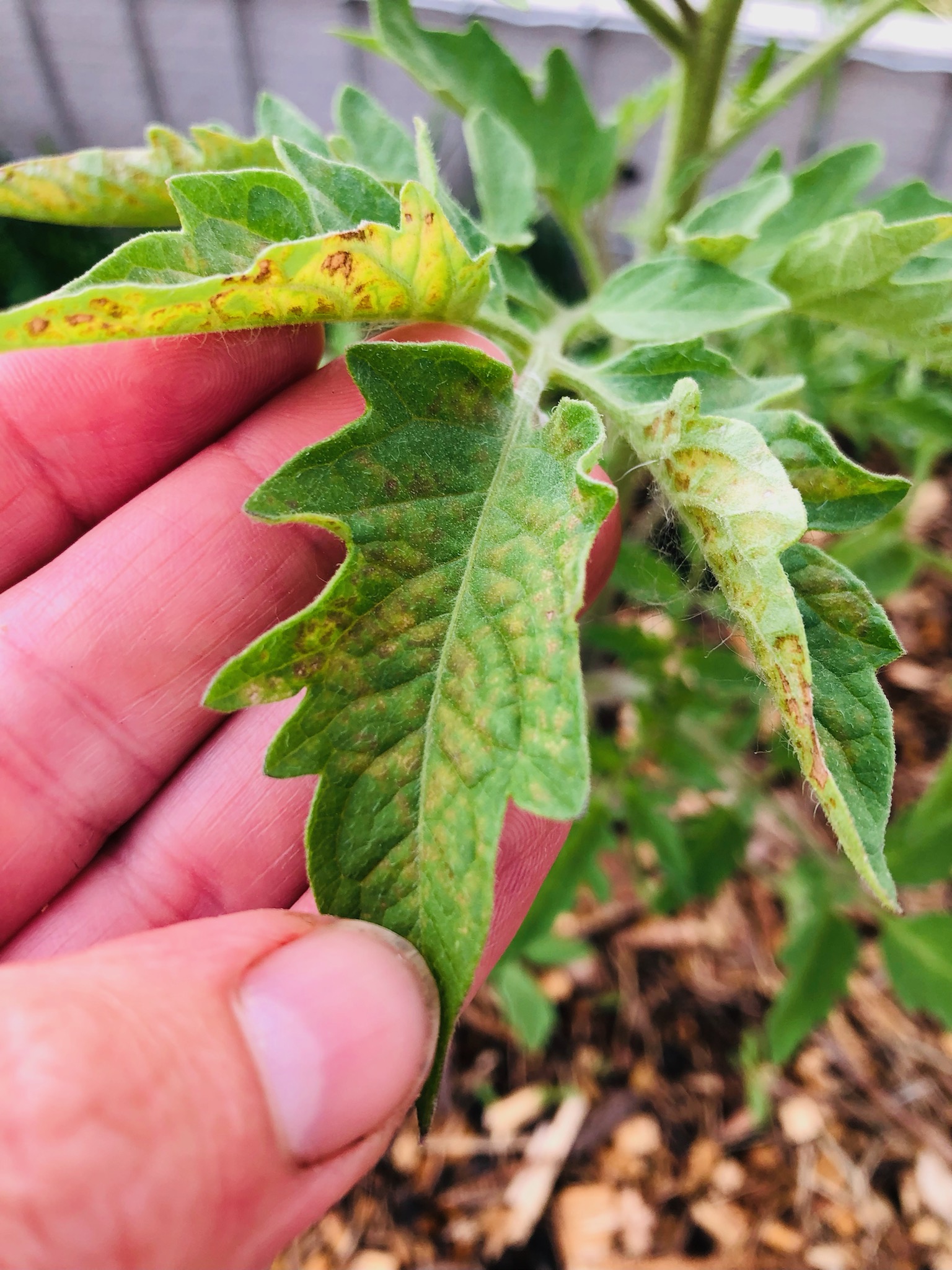 Tomato leaf discolor - Ask Extension