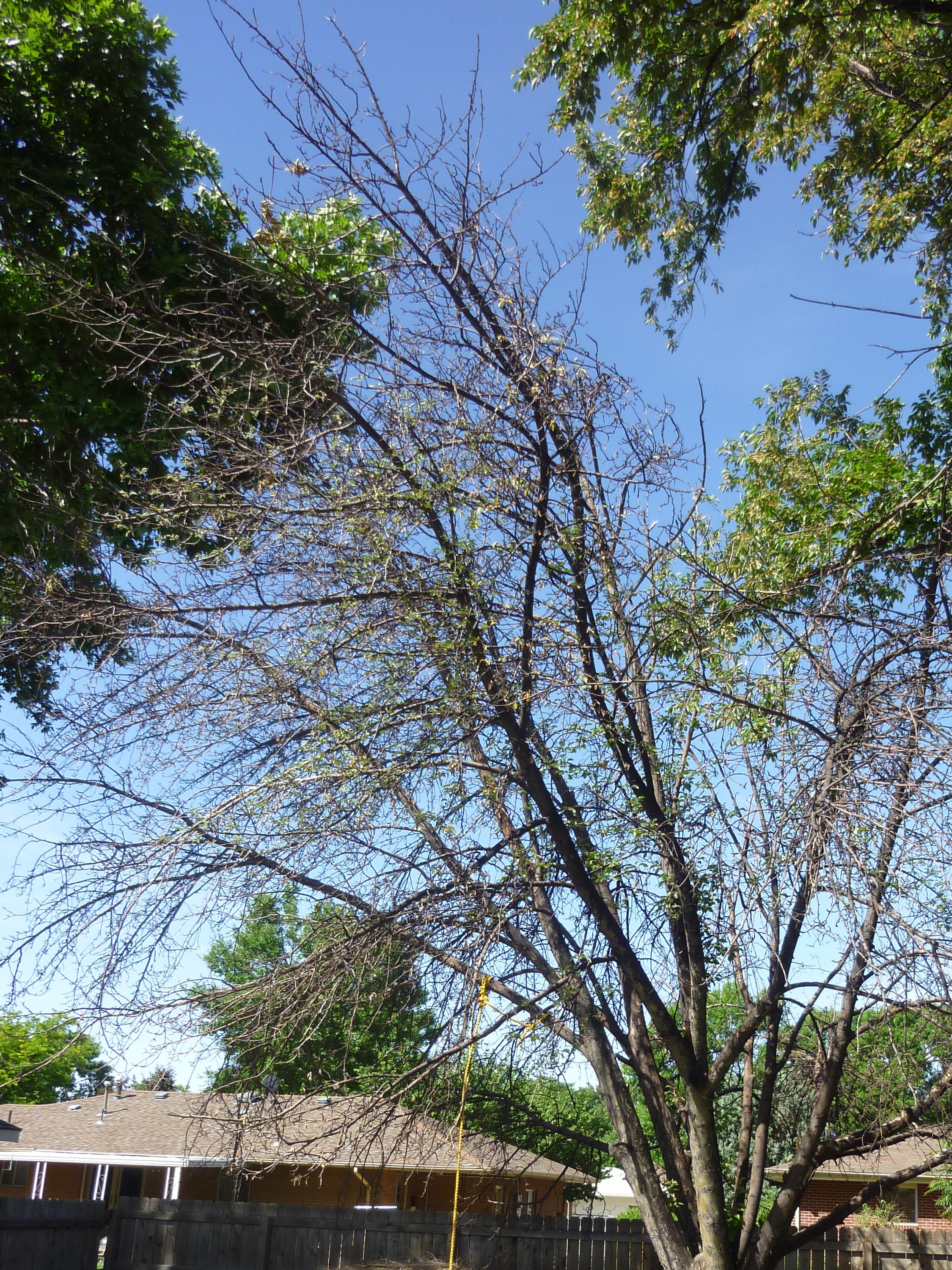 backyard-apple-tree-dying-why-can-it-be-saved-ask-extension