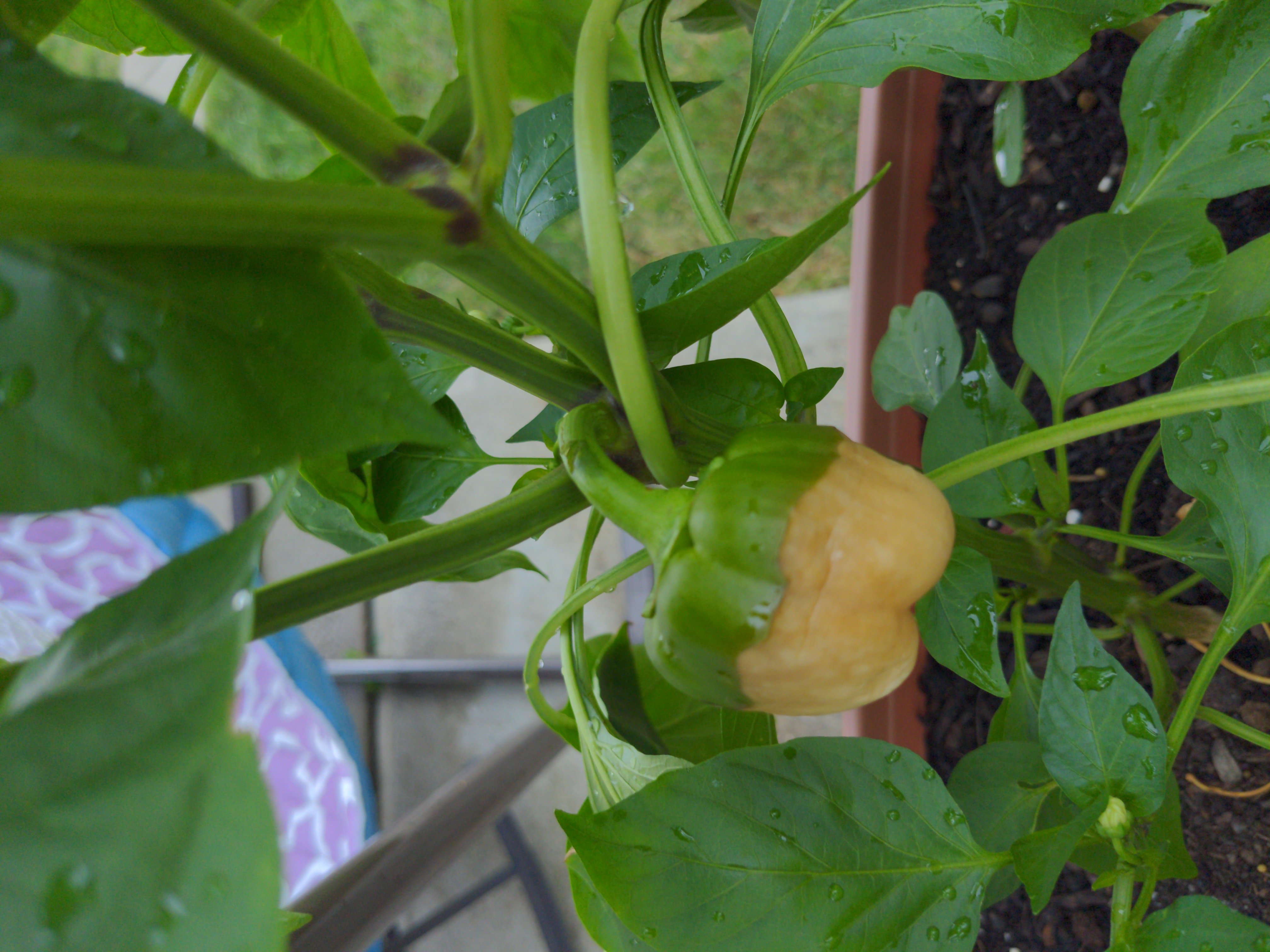 What is happening to bell pepper plant - Ask Extension