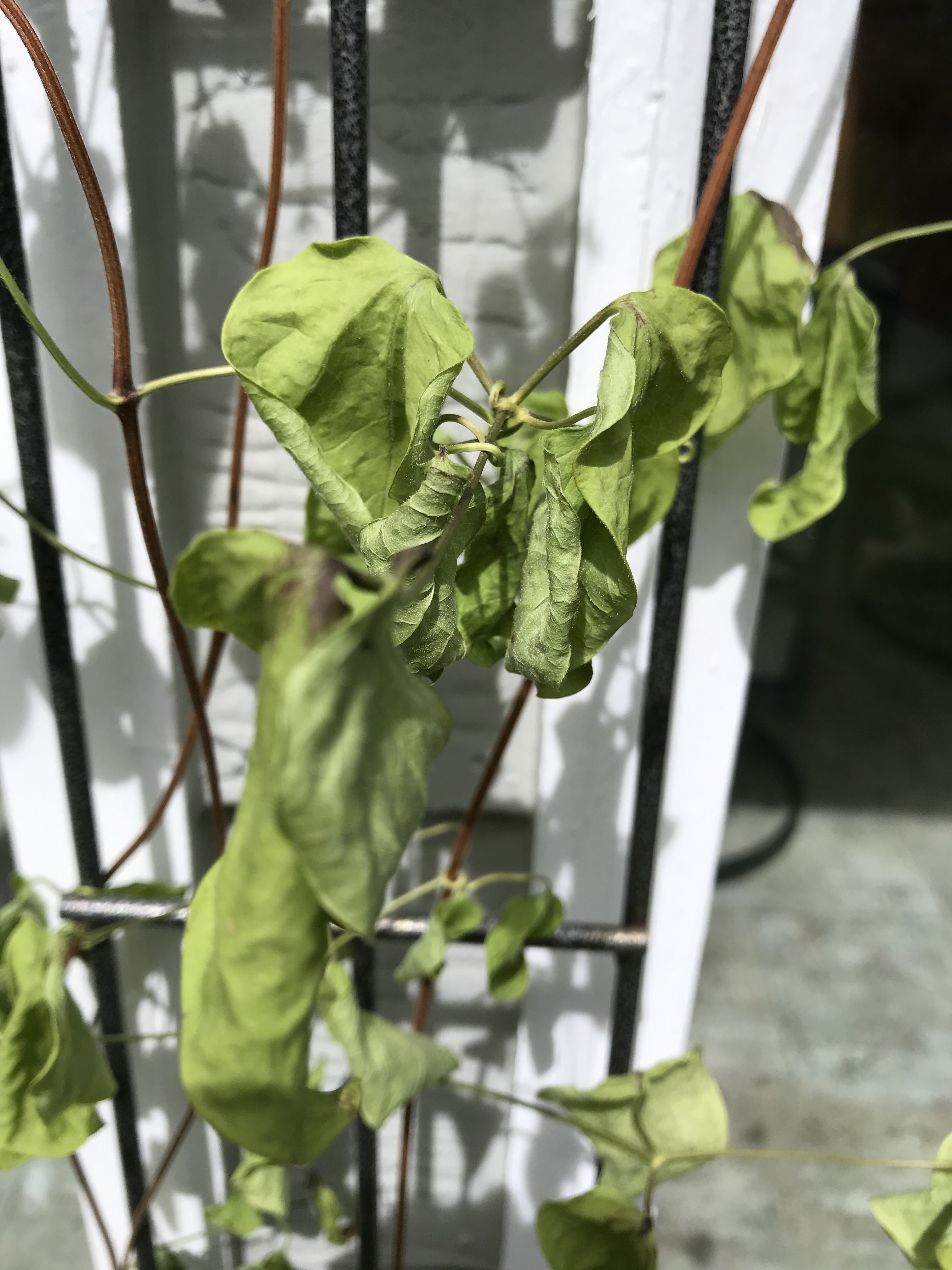 What's causing my clematis to wilt and what can I do about it? - Ask ...