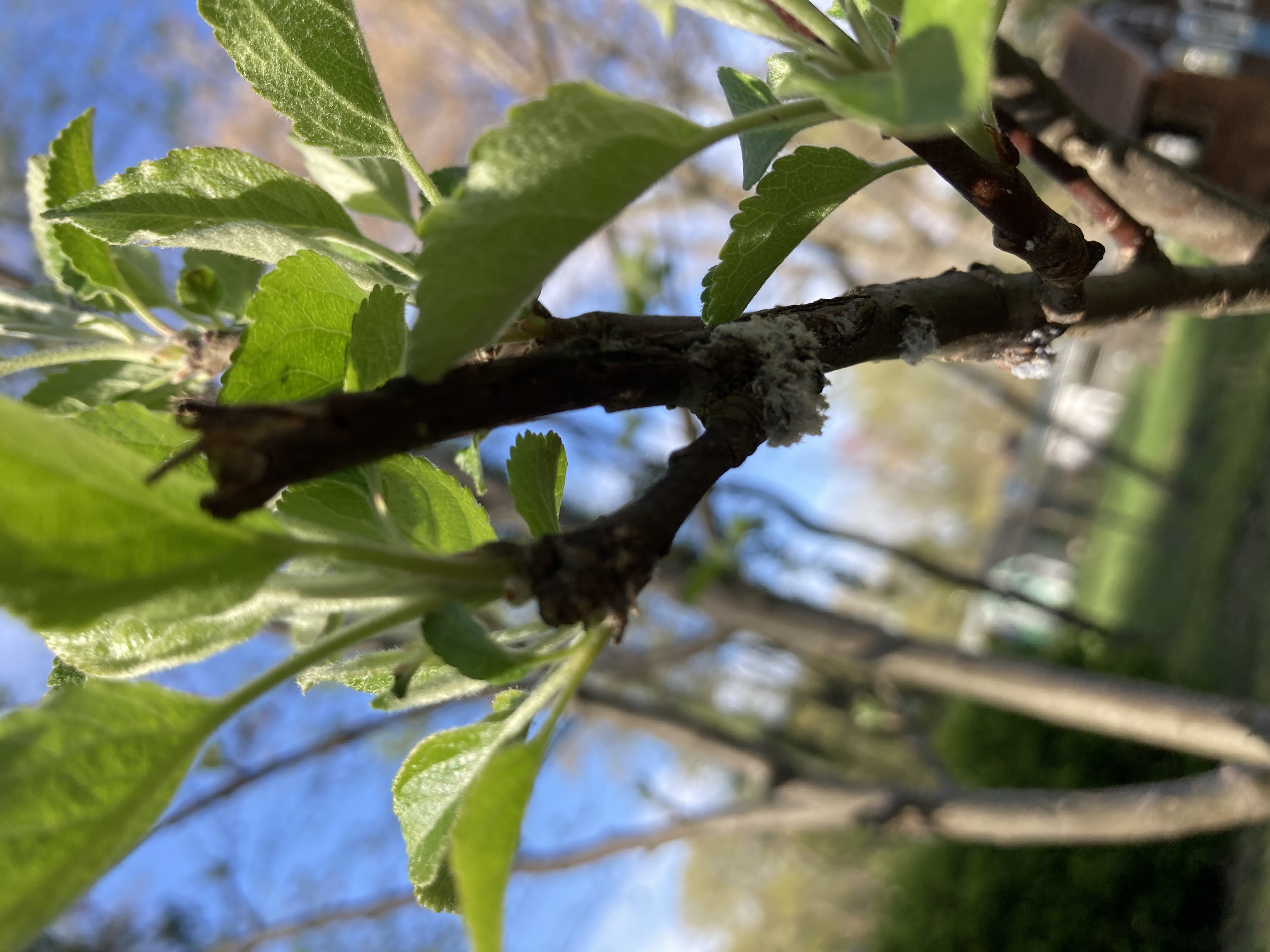 Apple Tree Mold? - Ask Extension