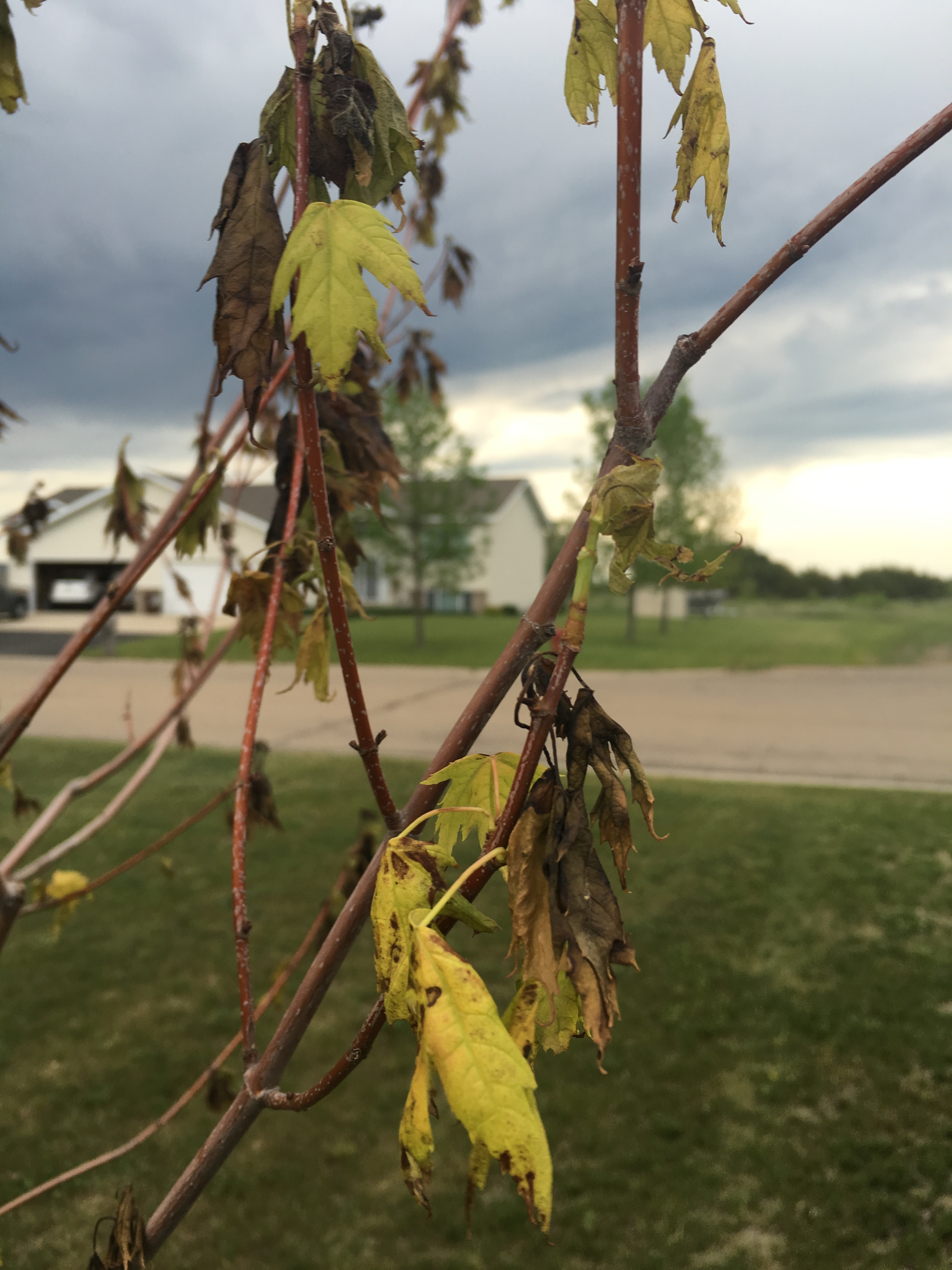 Maple leaves wilting Ask Extension