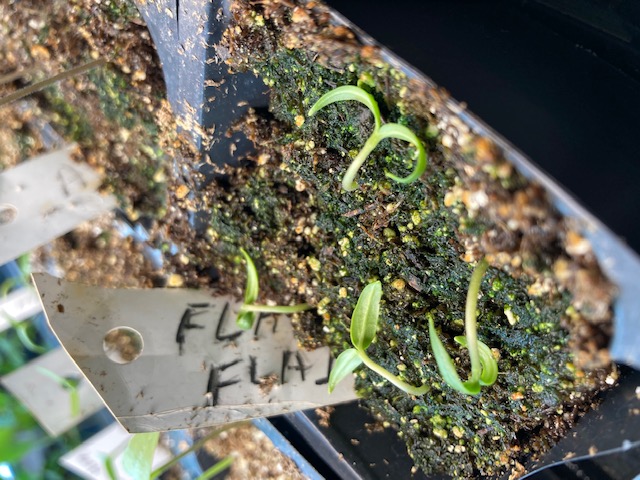 Why are Pepper seedlings bending over - Ask Extension