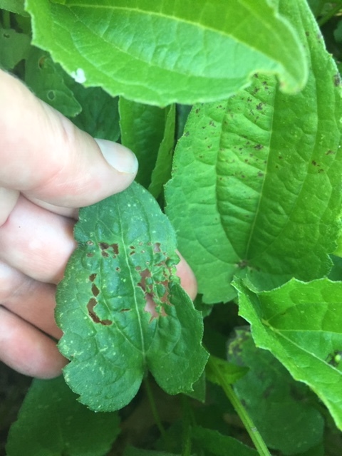 Weird growths and black spots suddenly appeared on my rudbeckia plants ...