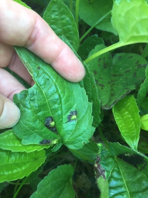 Weird growths and black spots suddenly appeared on my rudbeckia plants ...