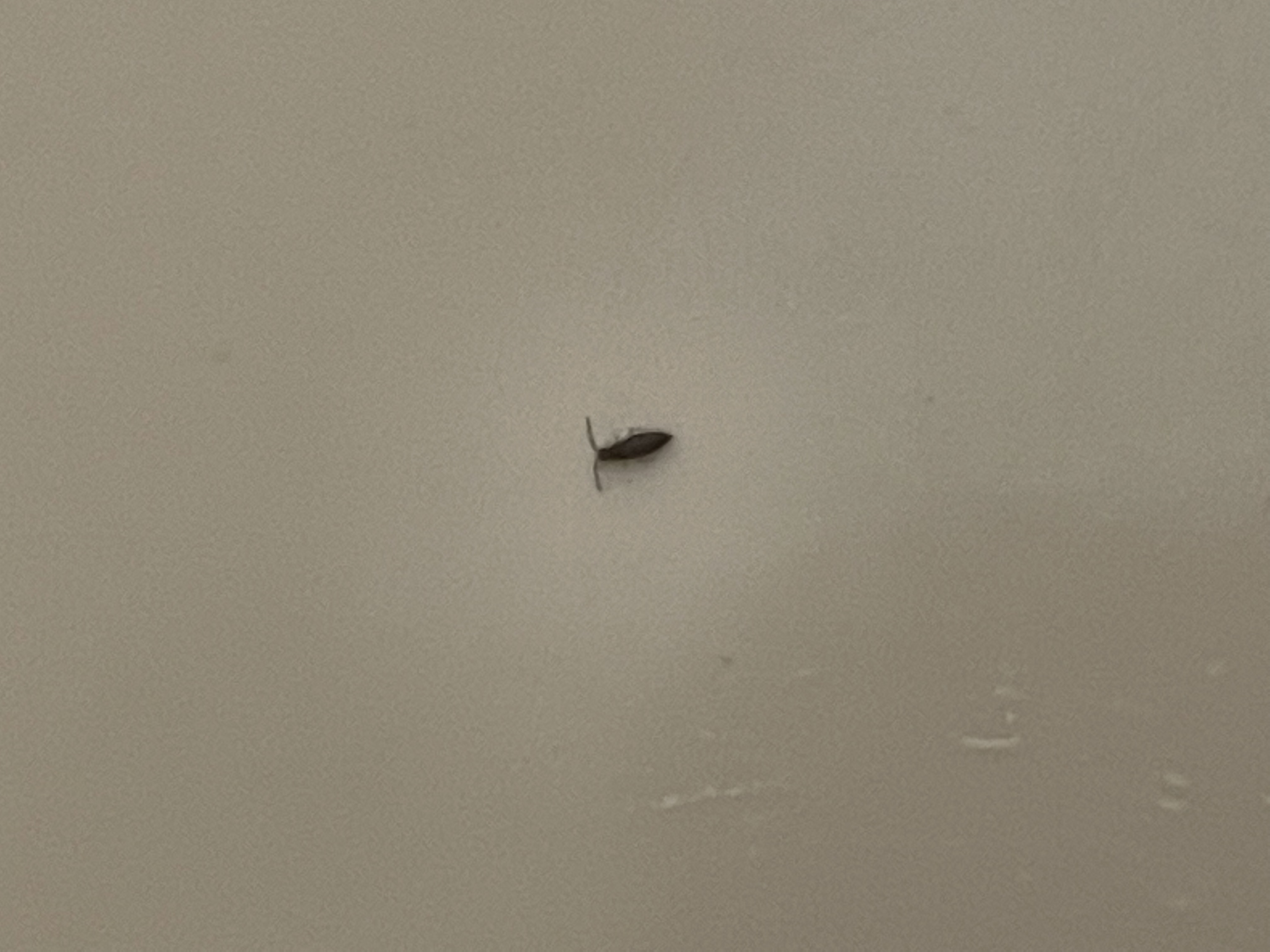 Help me identify this bug - Ask Extension