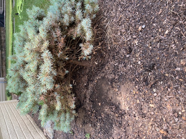 dwarf blue spruce plants - Ask Extension