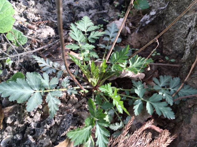 Identifying Grasses Ask Extension