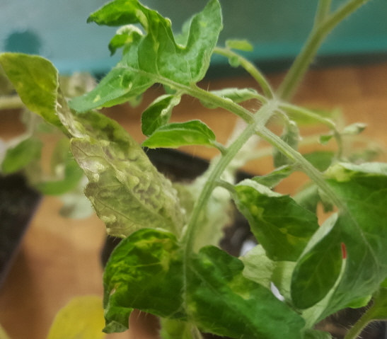 Strange Tomato leaves - Ask Extension