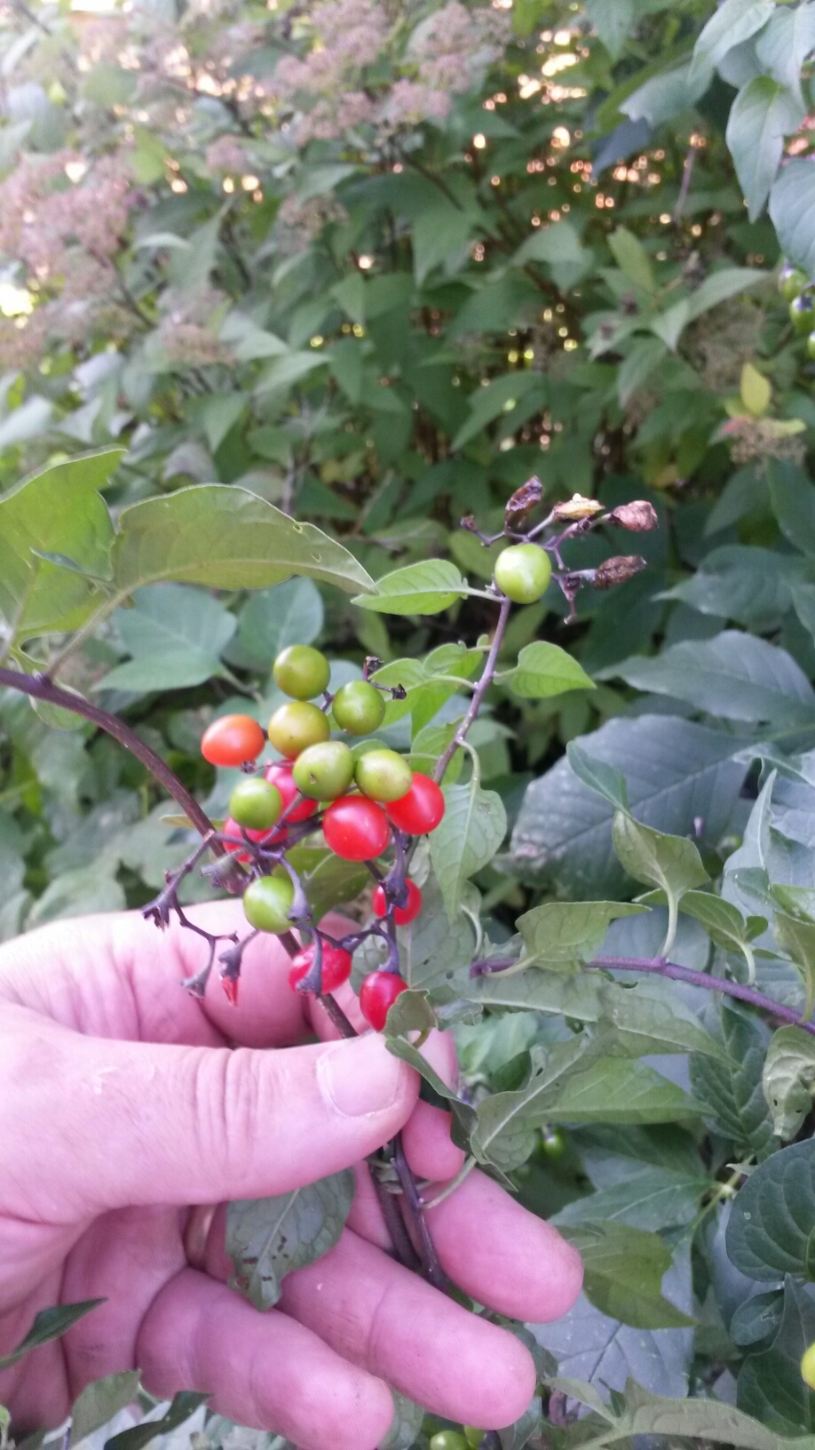 berry identification request - Ask Extension