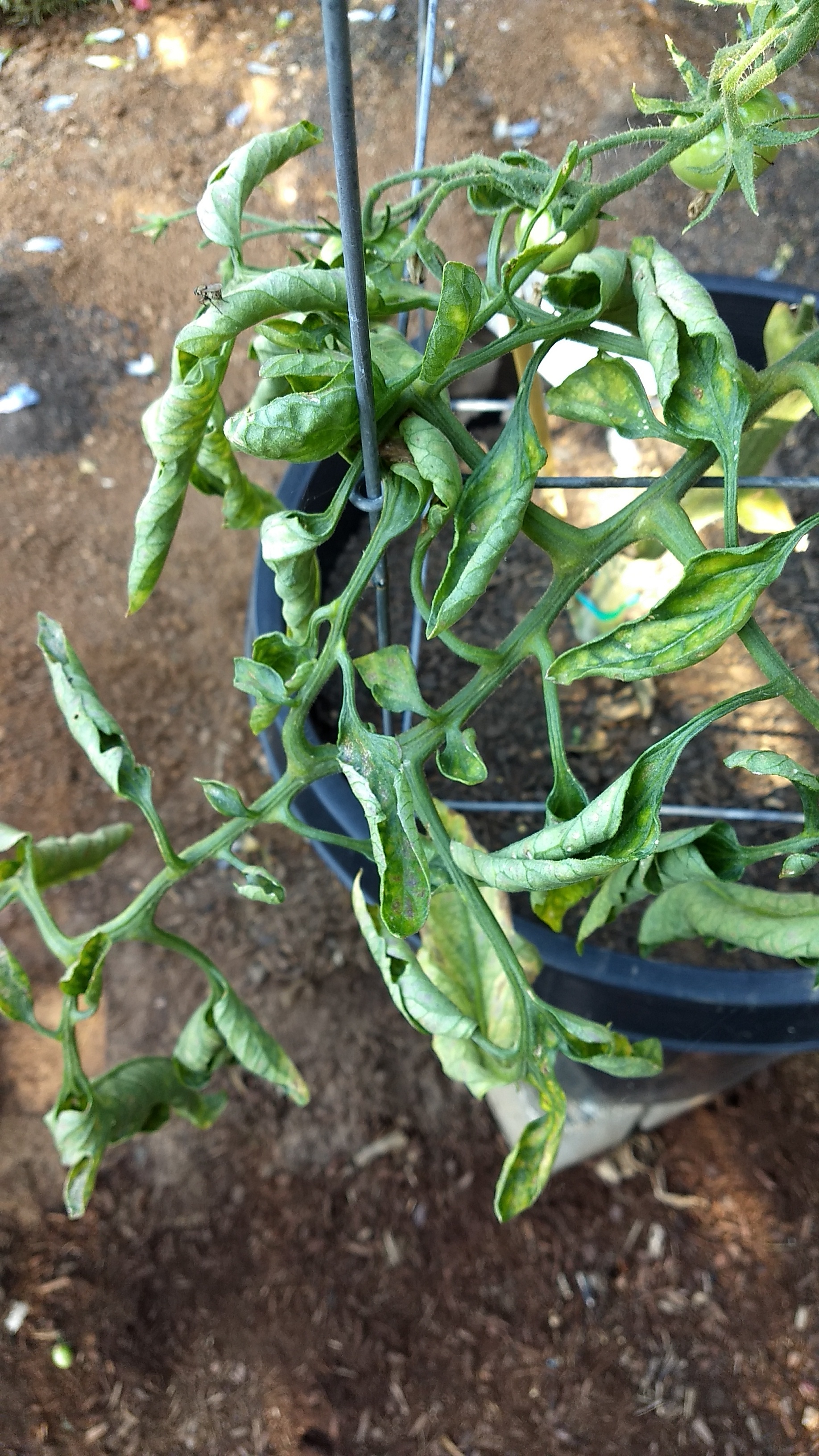 Tomato leaves shrivelinh - Ask Extension