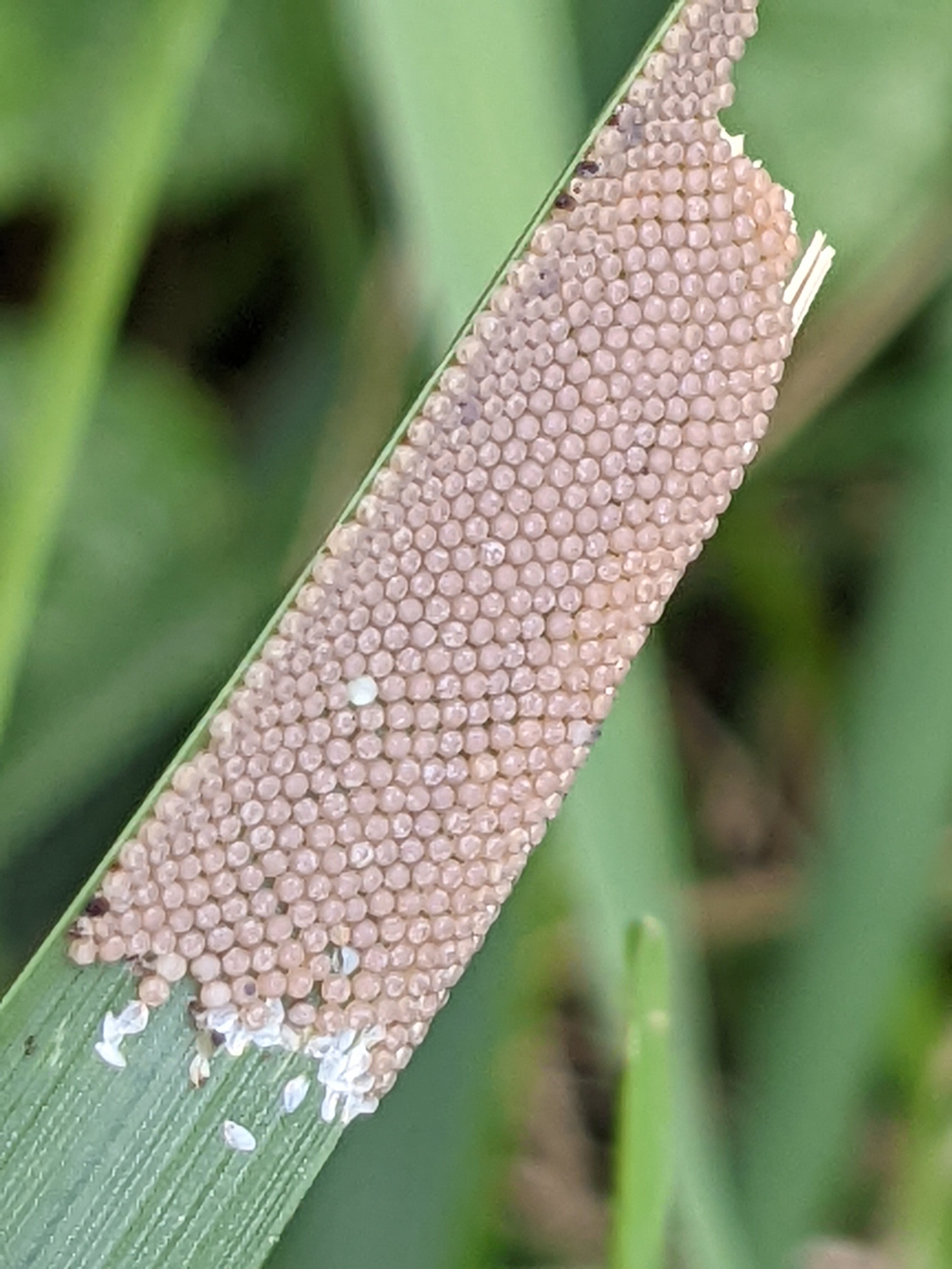 Insect Egg Identification - Ask Extension