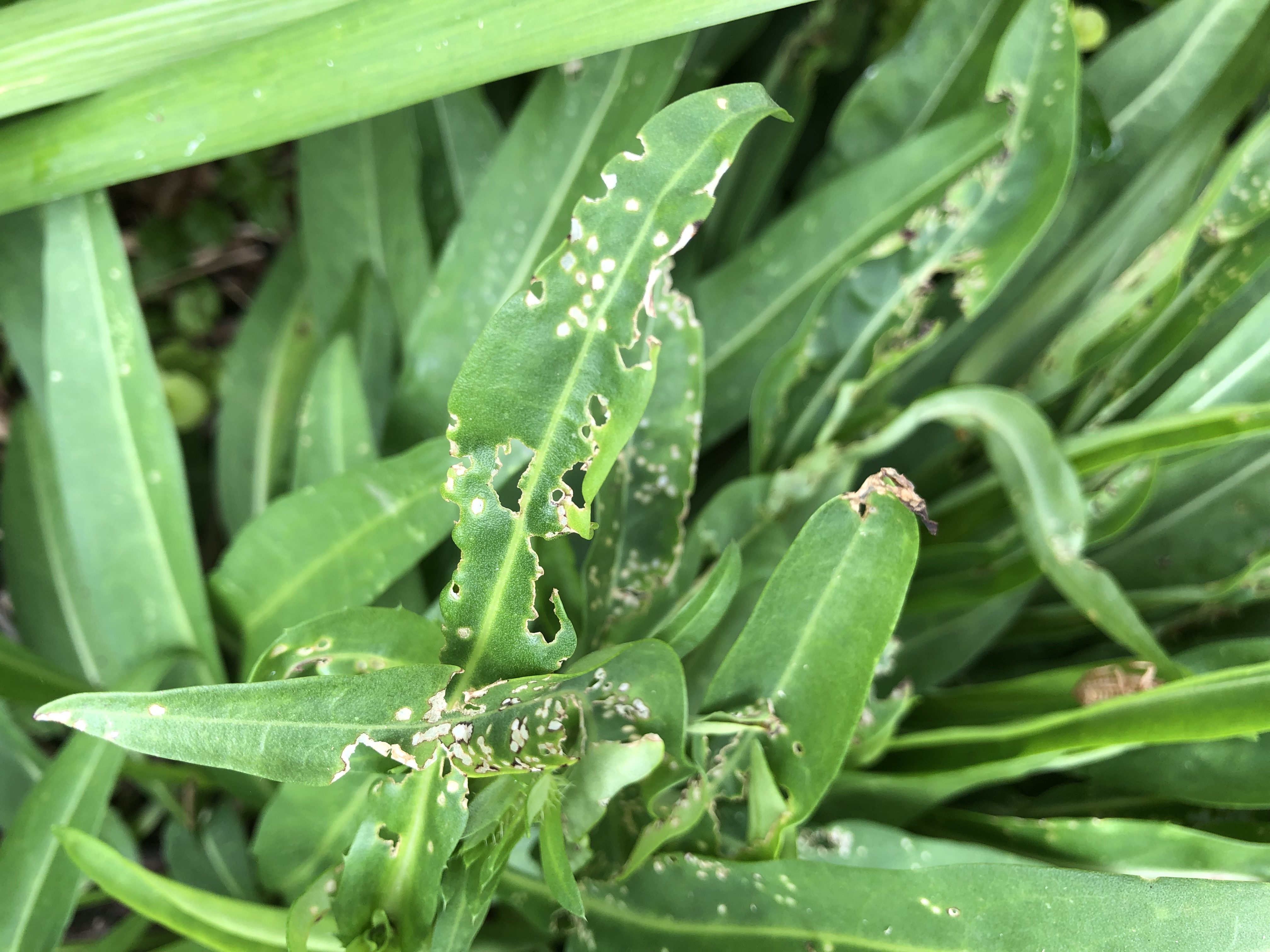 research on plant damage