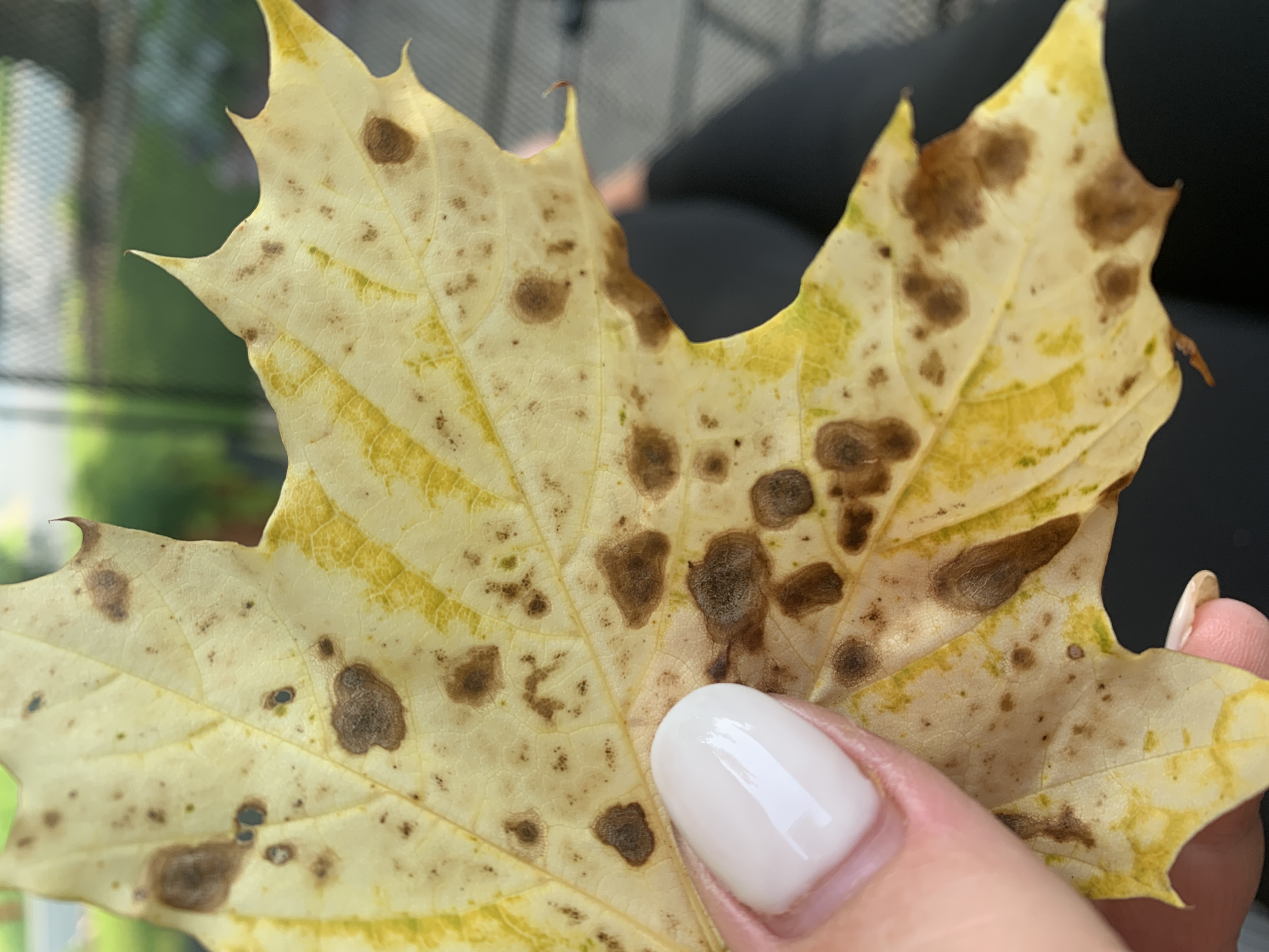 Tar Spot on Maple? - Ask Extension