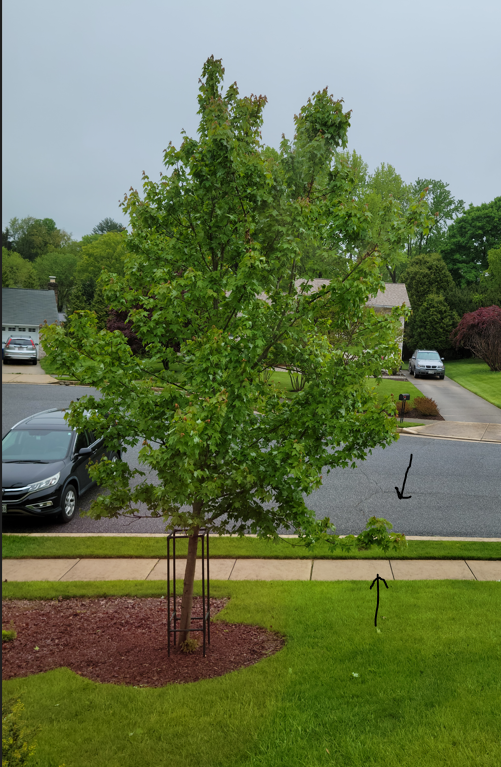 trimming maple tree - Ask Extension