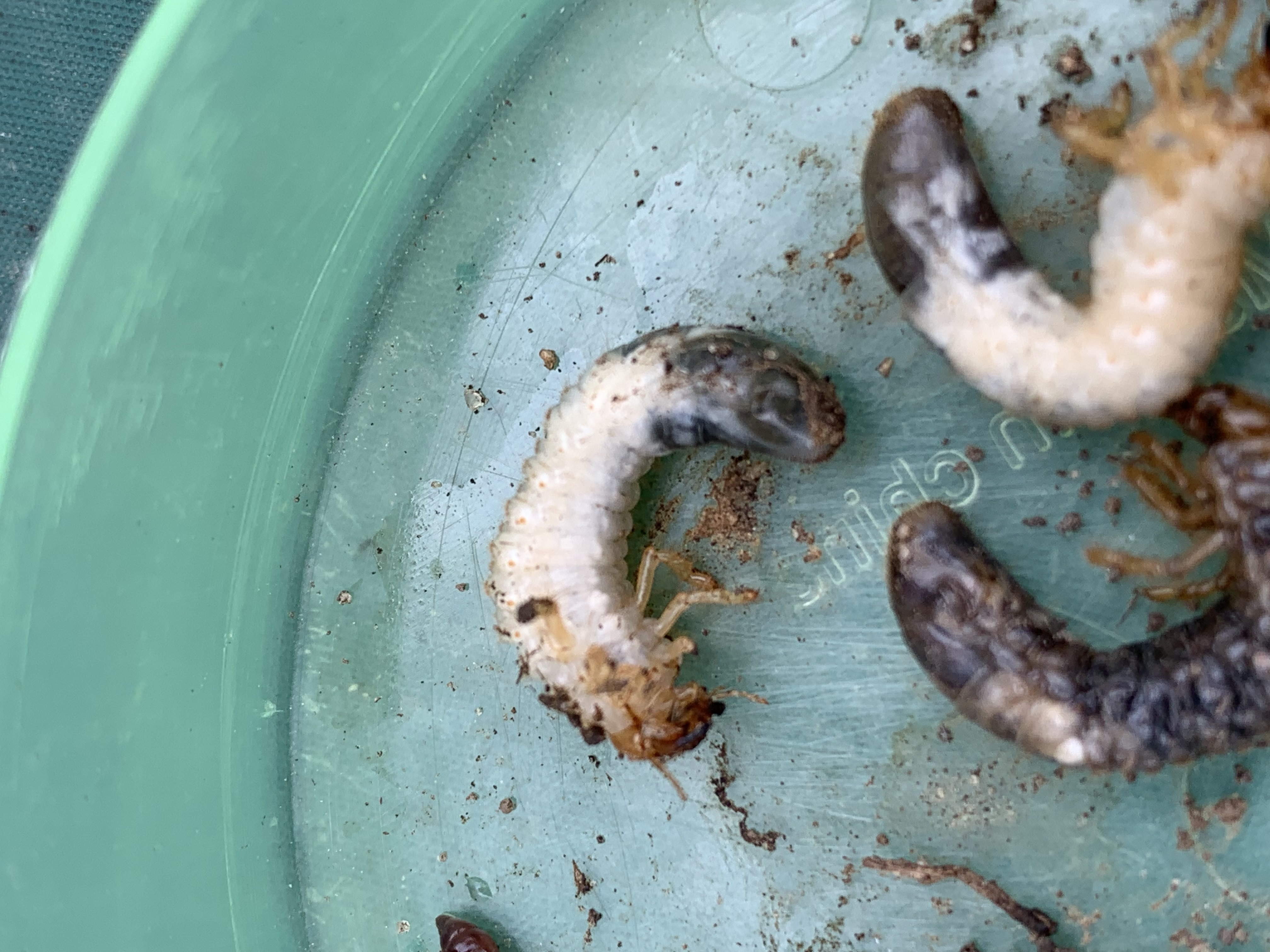 I found grubs in my lawn - Ask Extension