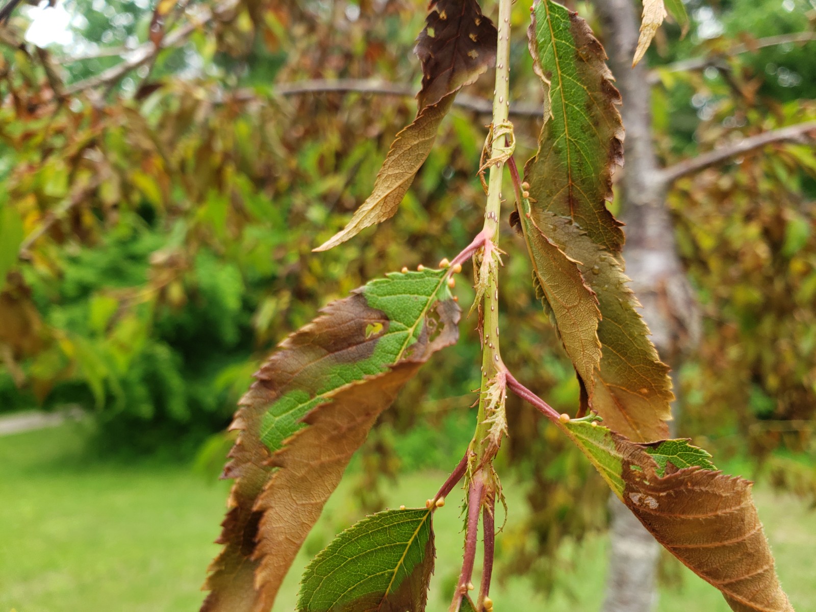 5' Weeping Cherry Tree Dying 2 months after planting. Ask Extension