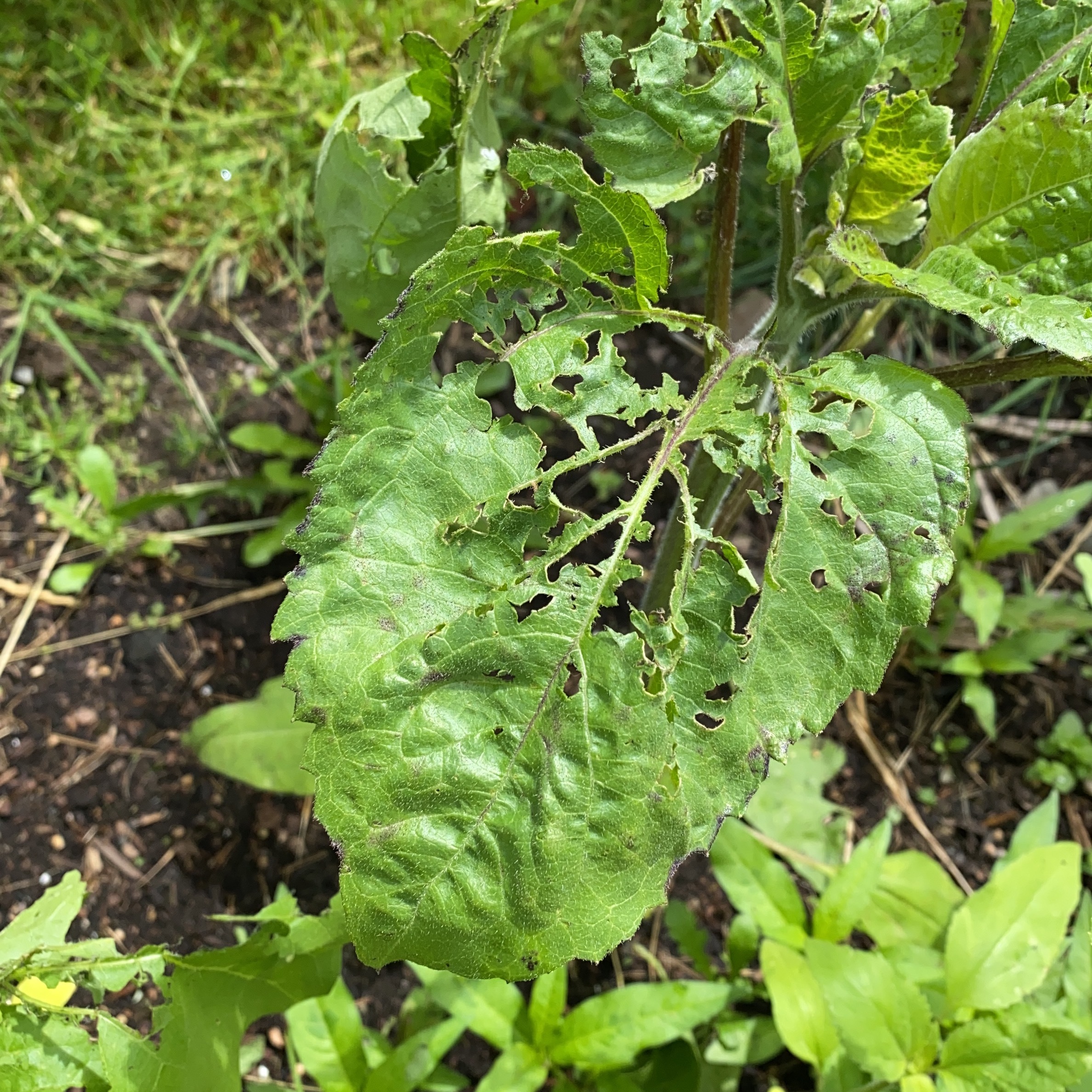 What is eating my sunflowers? - Ask Extension