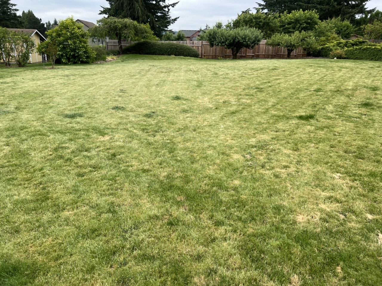 Poa Annua infested lawn - Ask Extension