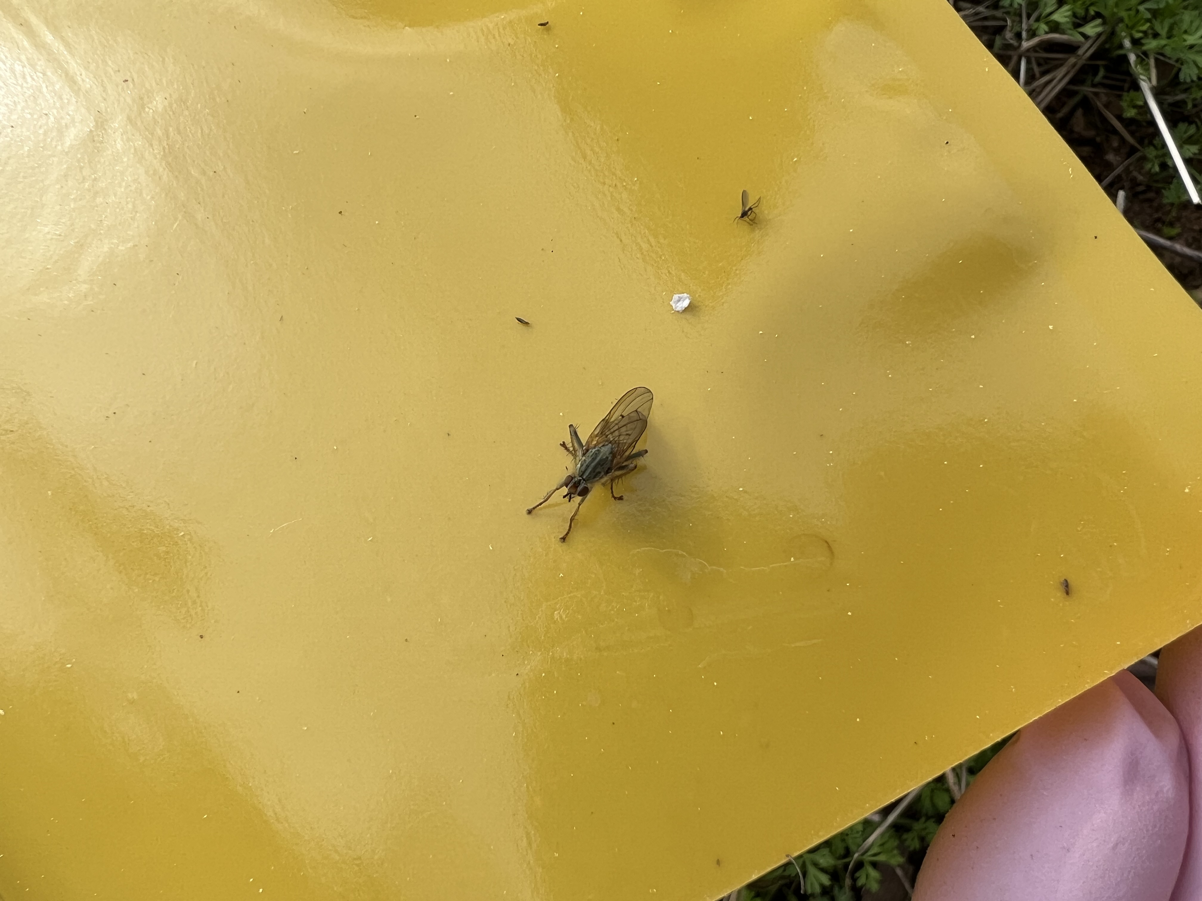 id-bugs-in-blueberry-field-ask-extension