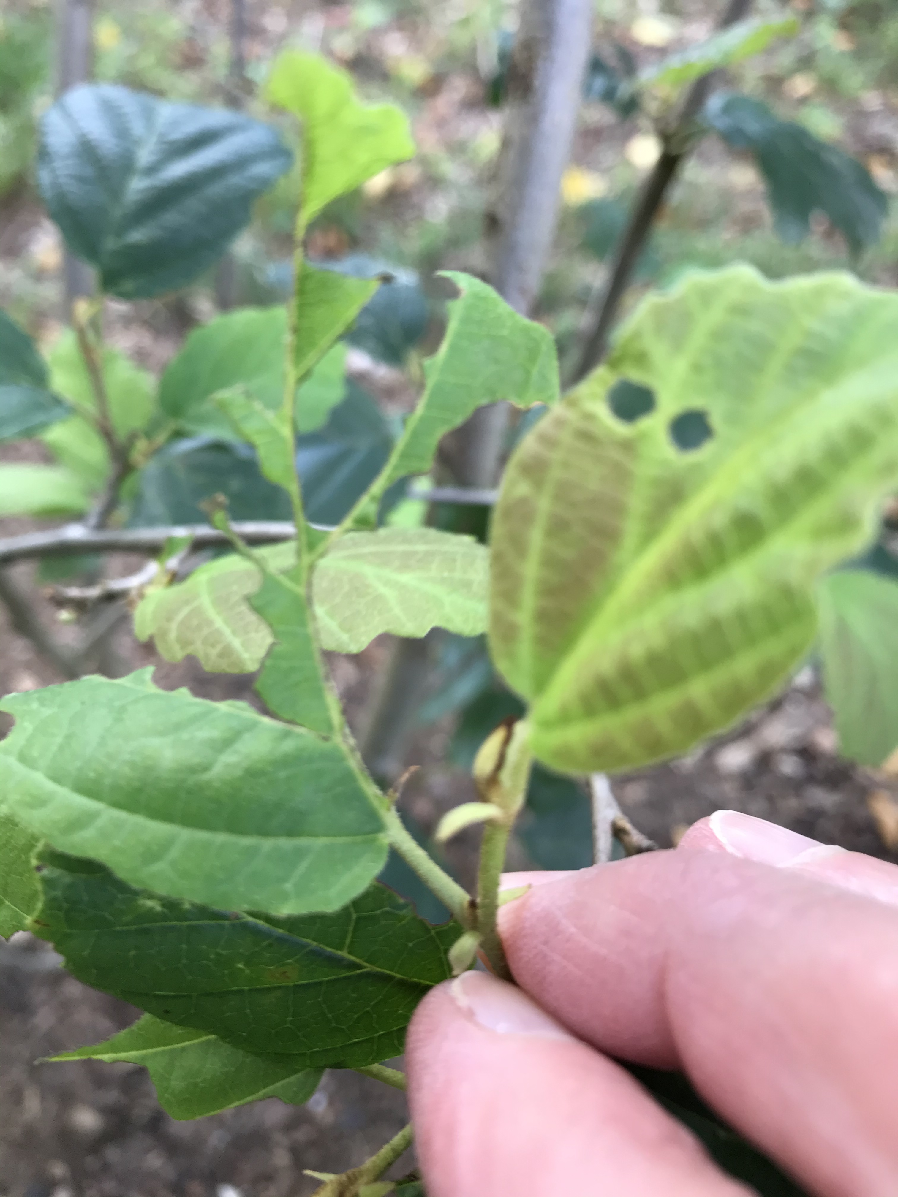 Insects eating witch hazel - Ask Extension