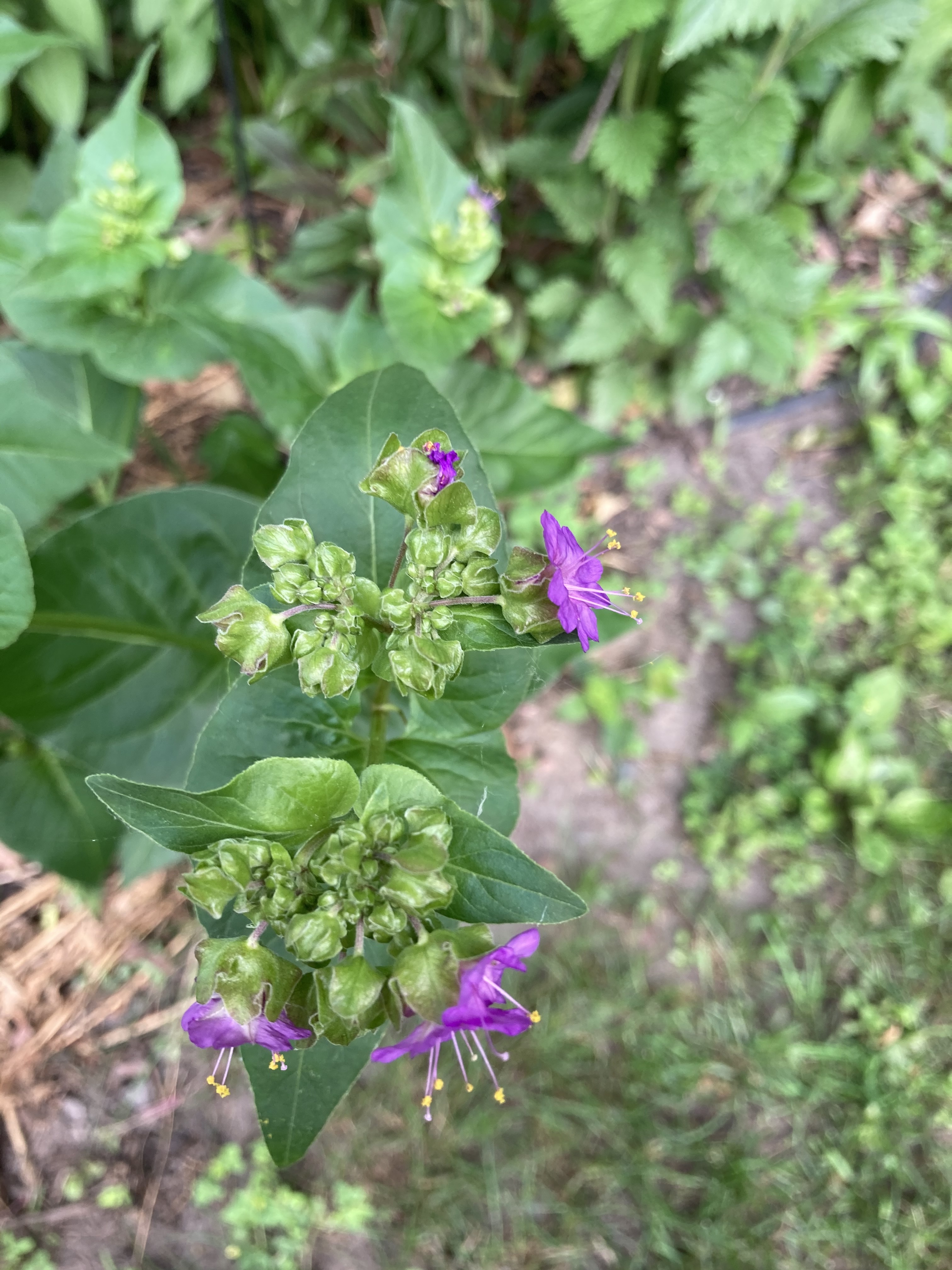 Need help to identify plant/flower - Ask Extension