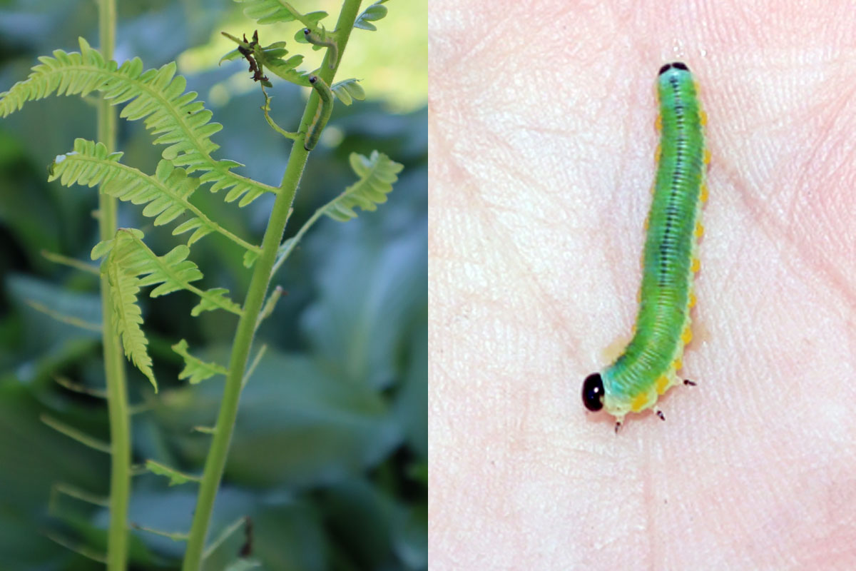 Fern Eating Insect Ask Extension