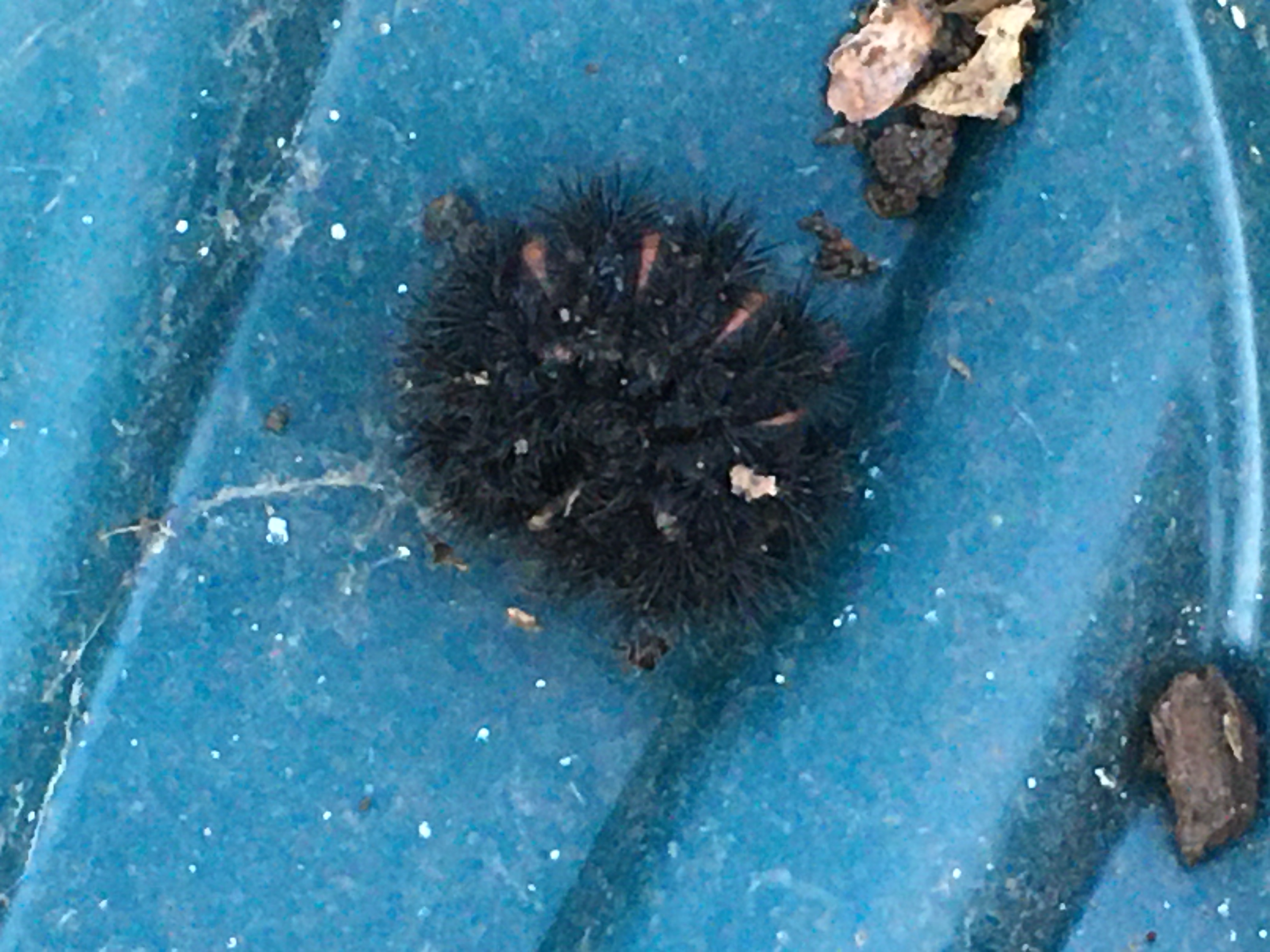 Fuzzy thing in yard: what is it? - Ask Extension