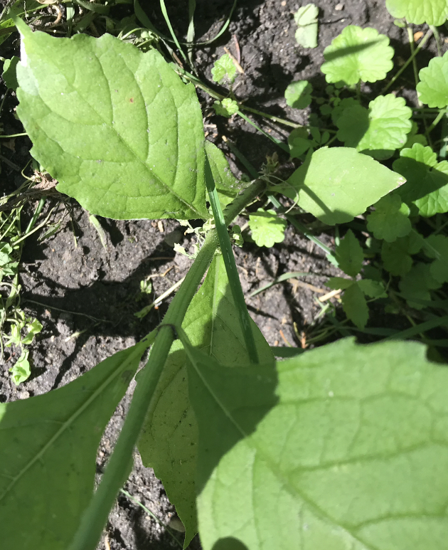 White-Splashed Wingstem? - Ask Extension