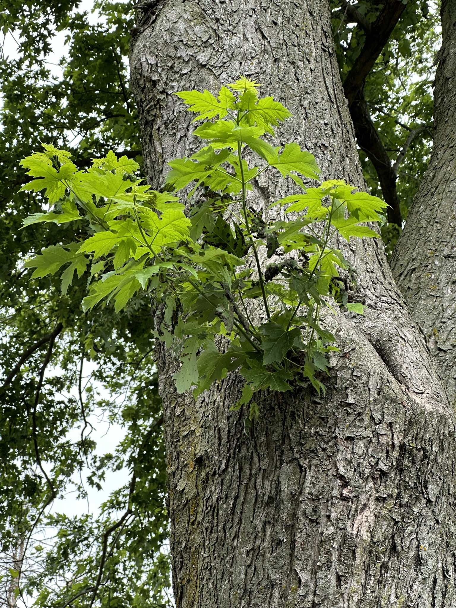 maple-leaves-turning-black-and-falling-off-the-tree-ask-extension