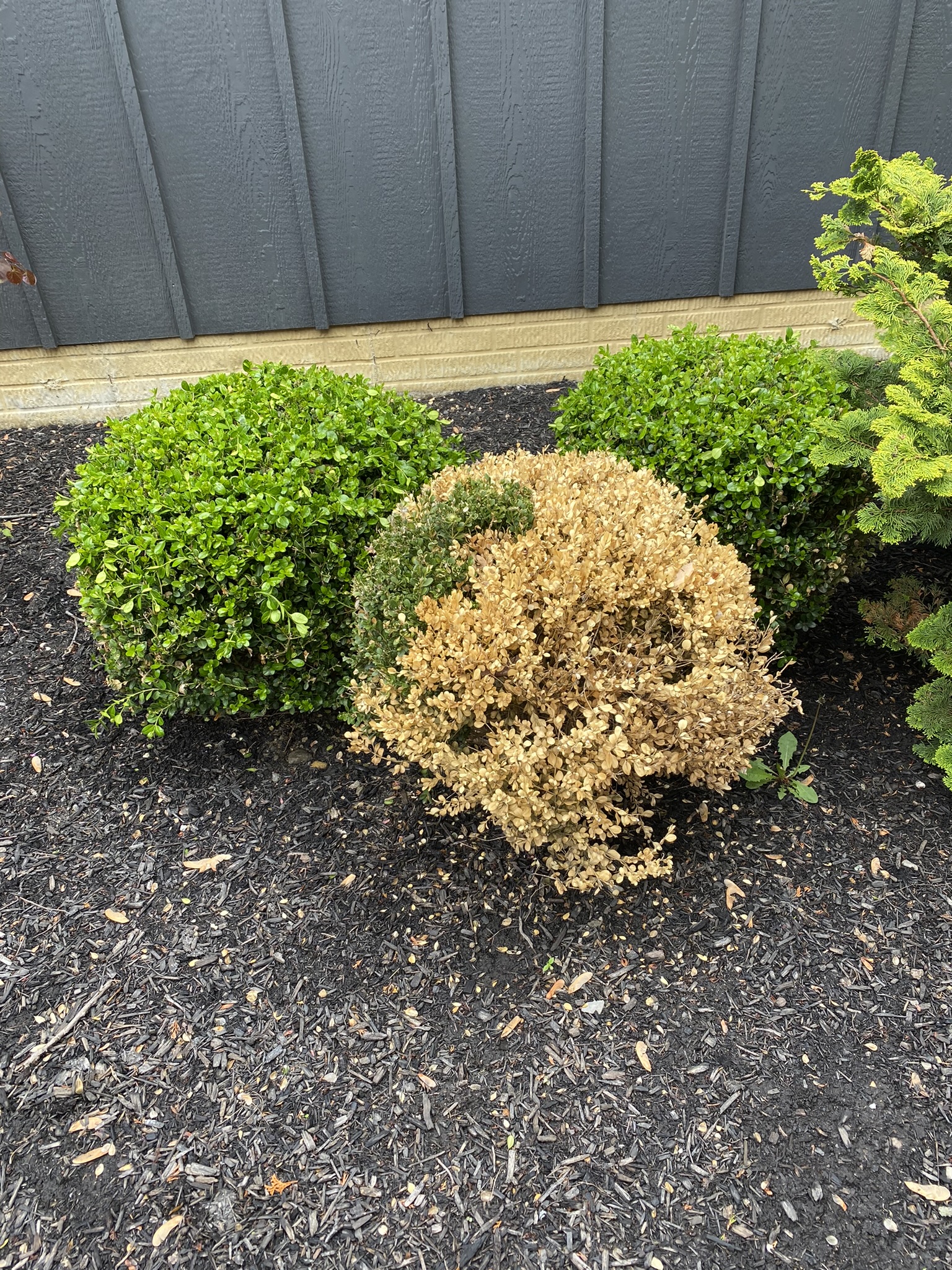 Boxwood diseases - Ask Extension