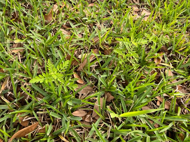 Weeds In St. Augustine grass - Ask Extension