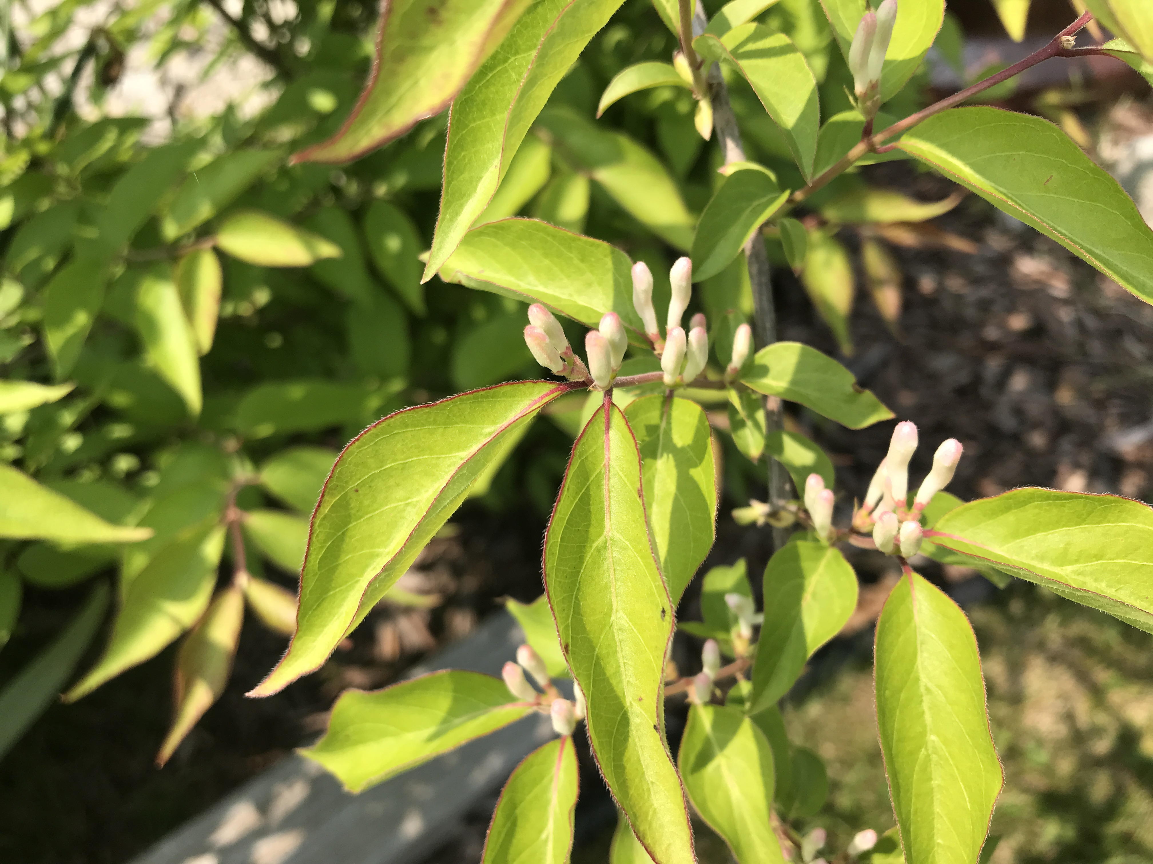 Help Us ID This Plant Ask Extension