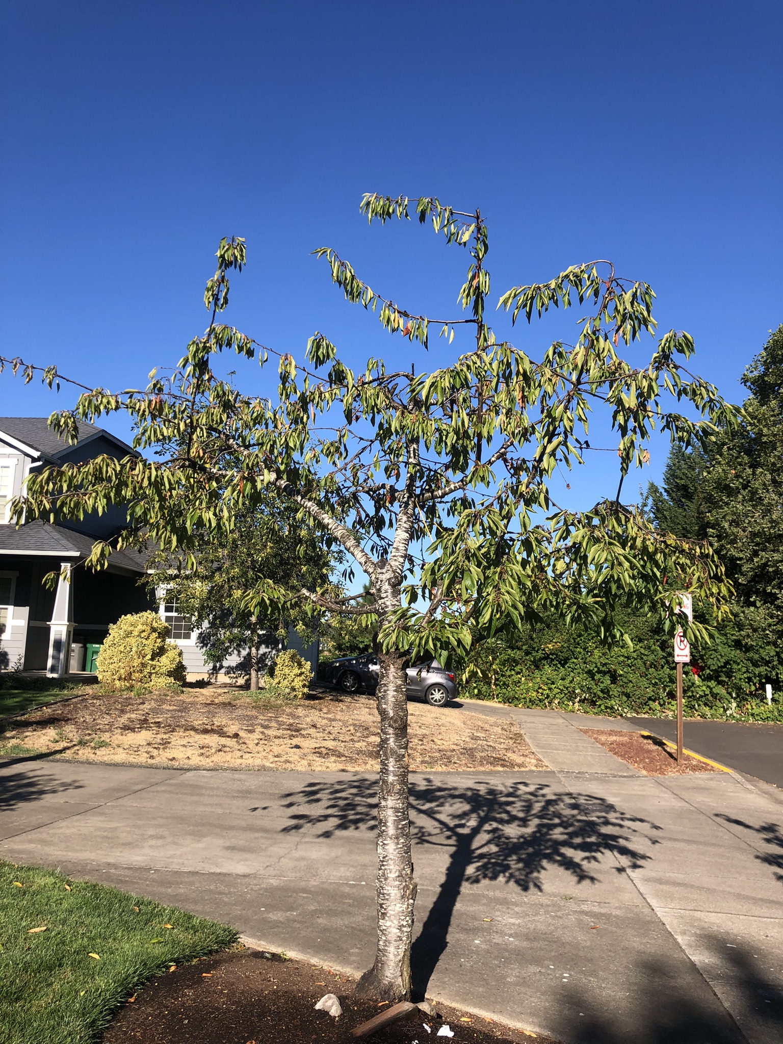 Wilting Sweet Cherry Tree Ask Extension