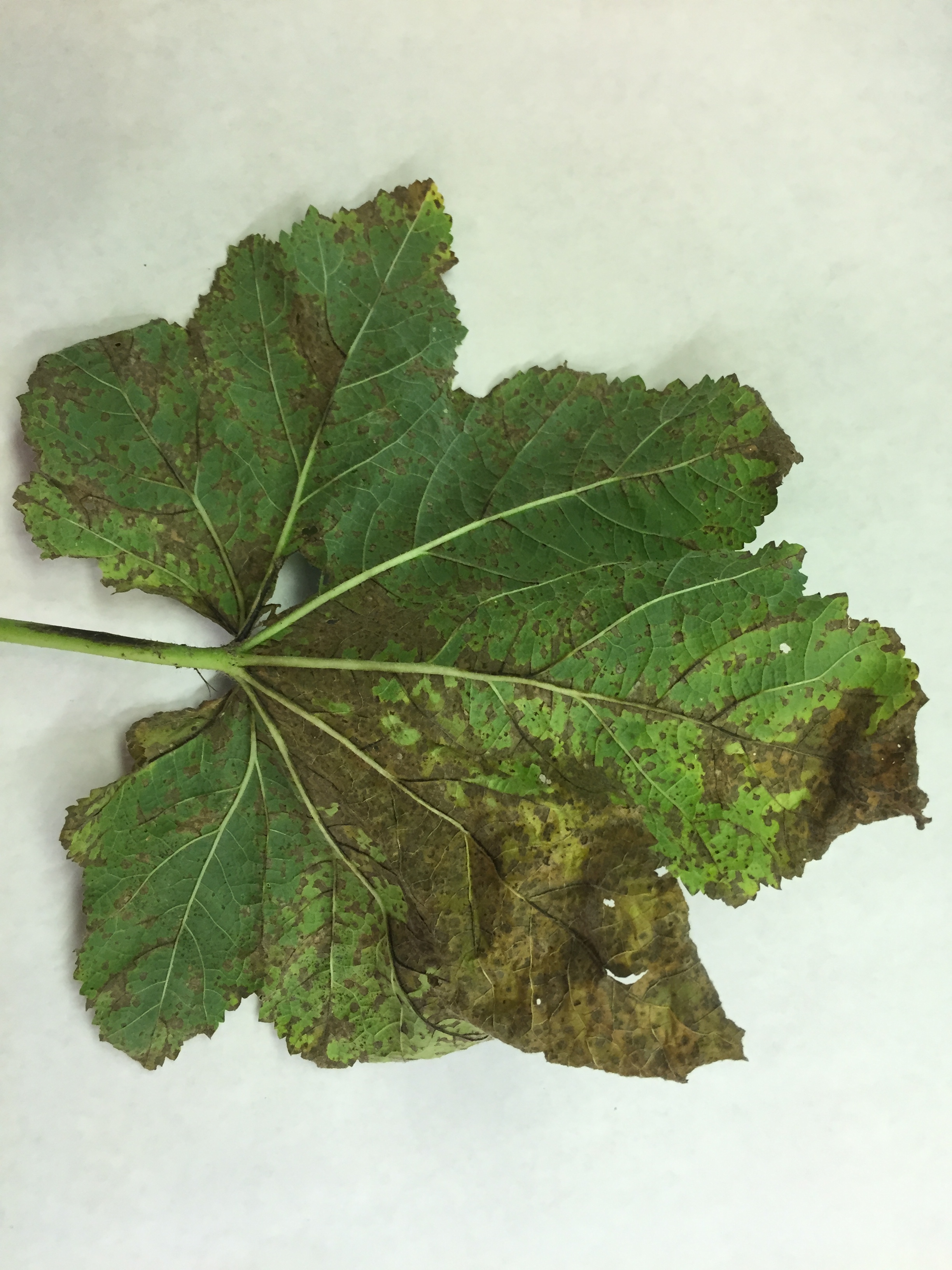 Hollyhock diseases or pests - Ask Extension