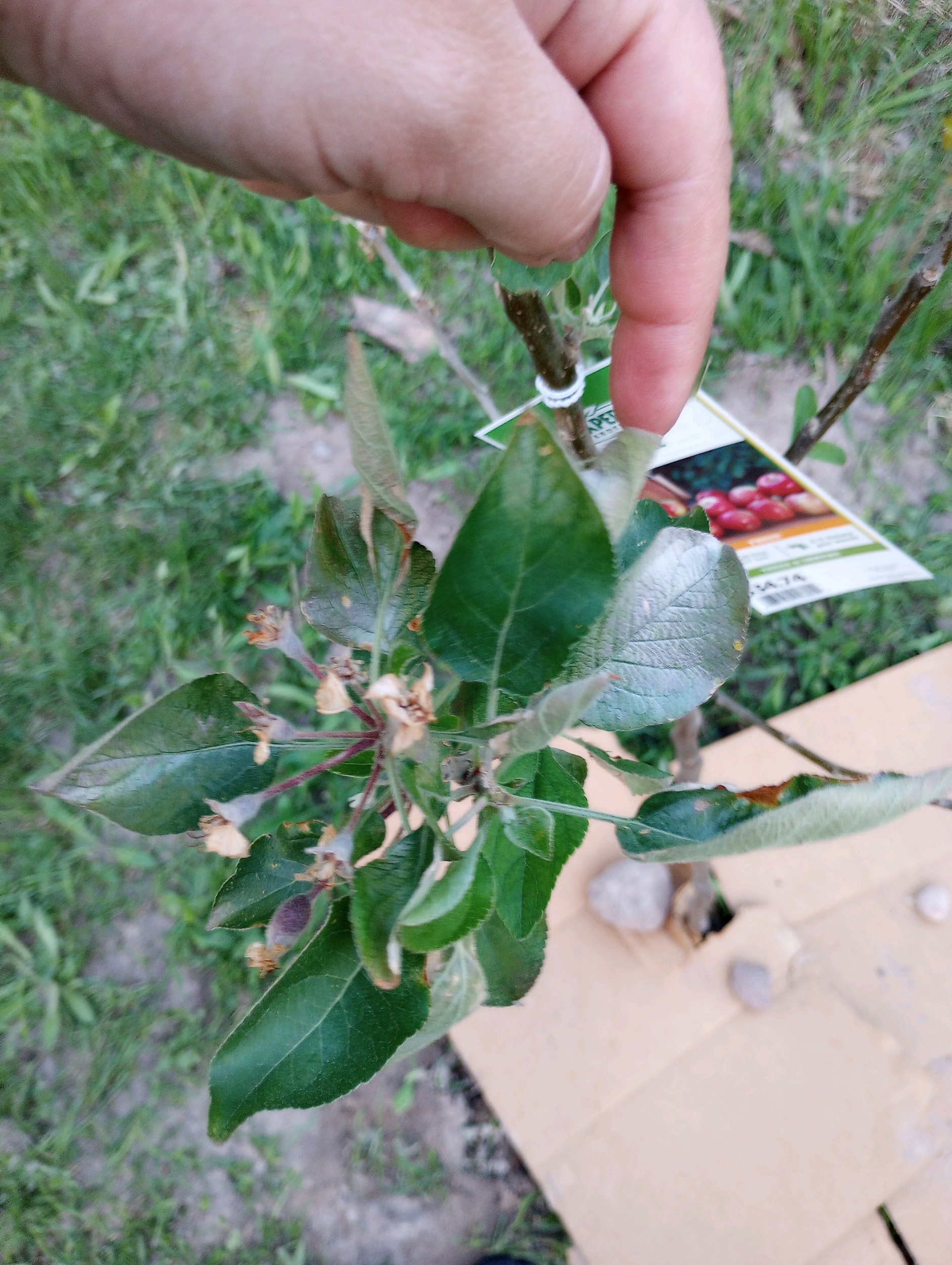 silver-leaf-disease-ask-extension