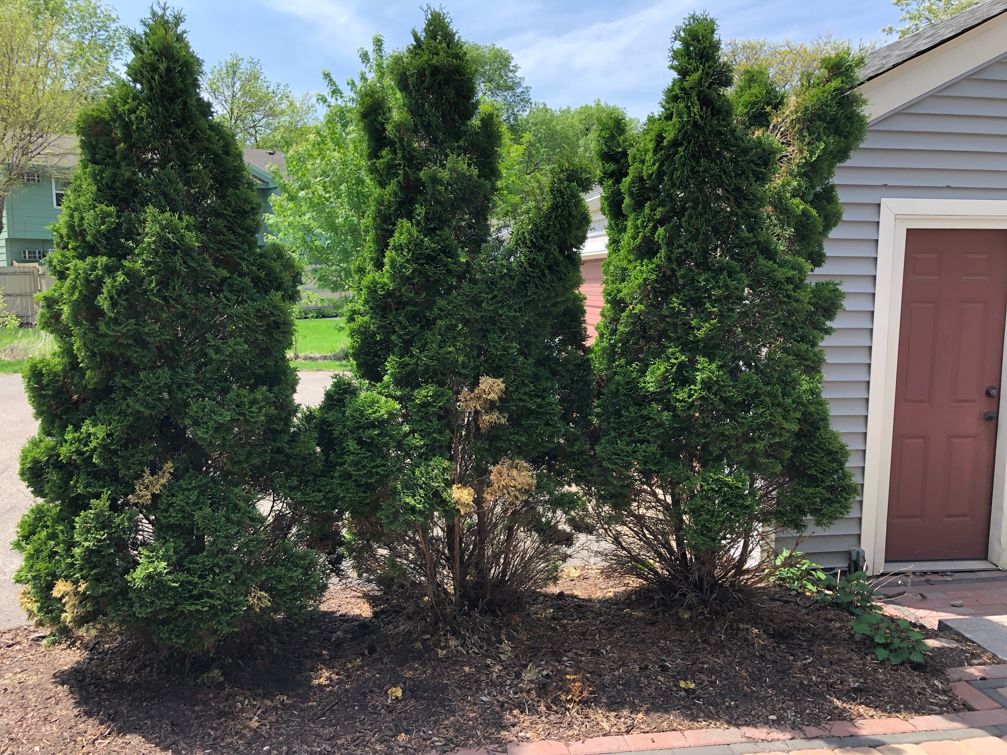 Arborvitae Damage - Ask Extension